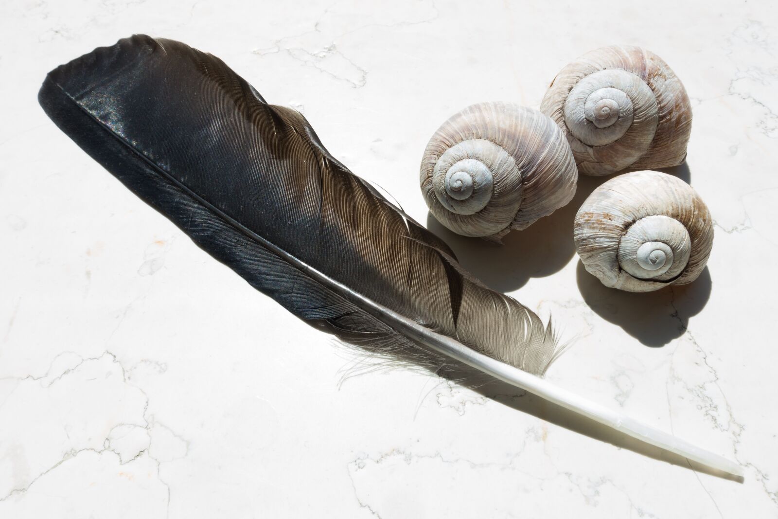 Sony Cyber-shot DSC-RX100 III sample photo. Feather, snail shells, raven's photography