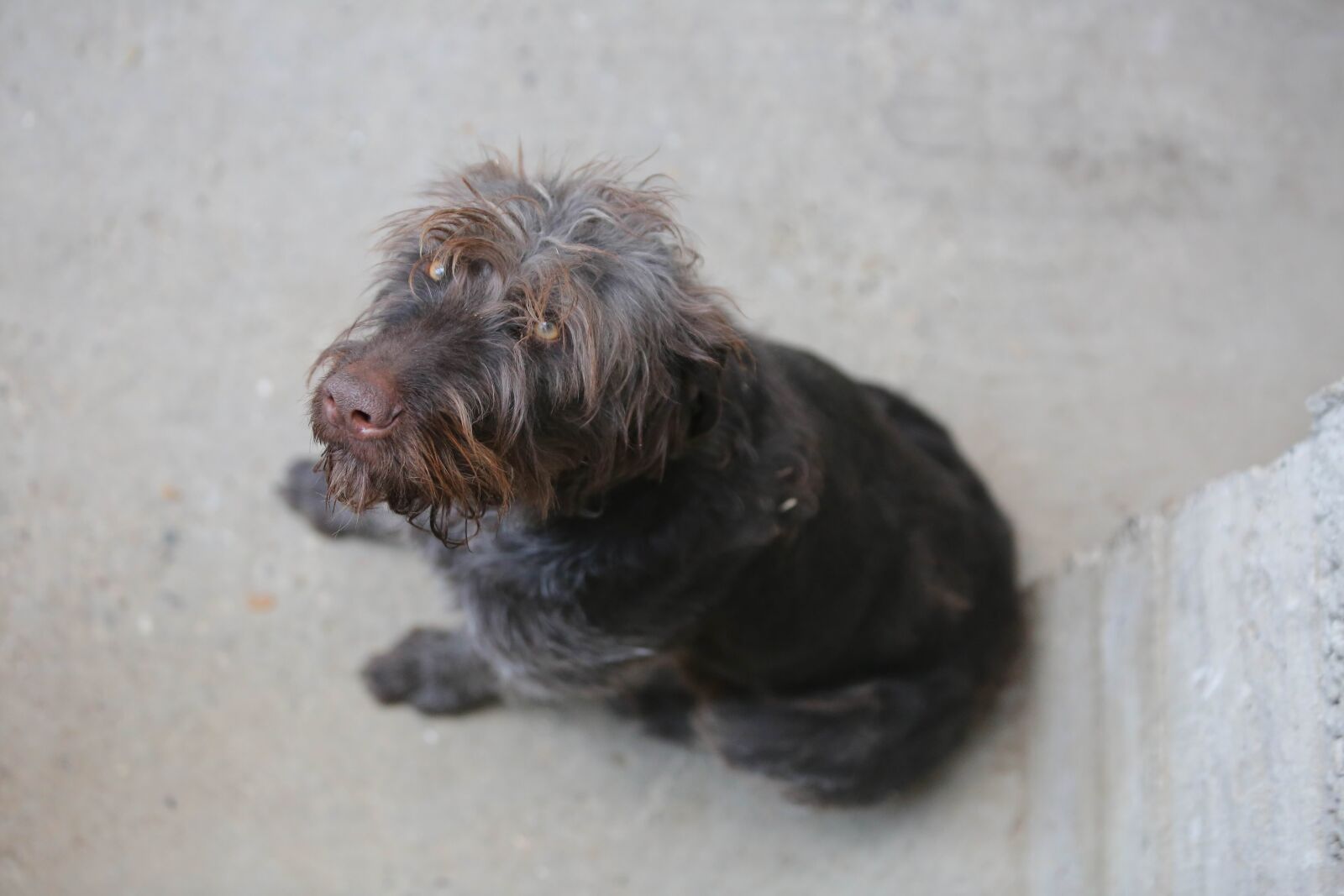 Canon EF 70-200mm F2.8L IS USM sample photo. Dog, pet, canine, hunting photography