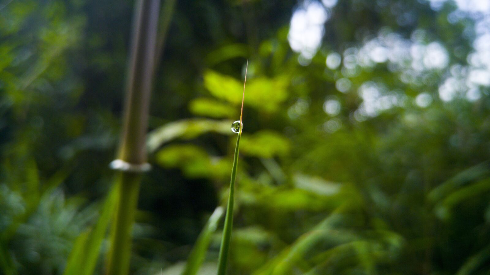 LG G4 sample photo. Plant, leaf, nature photography