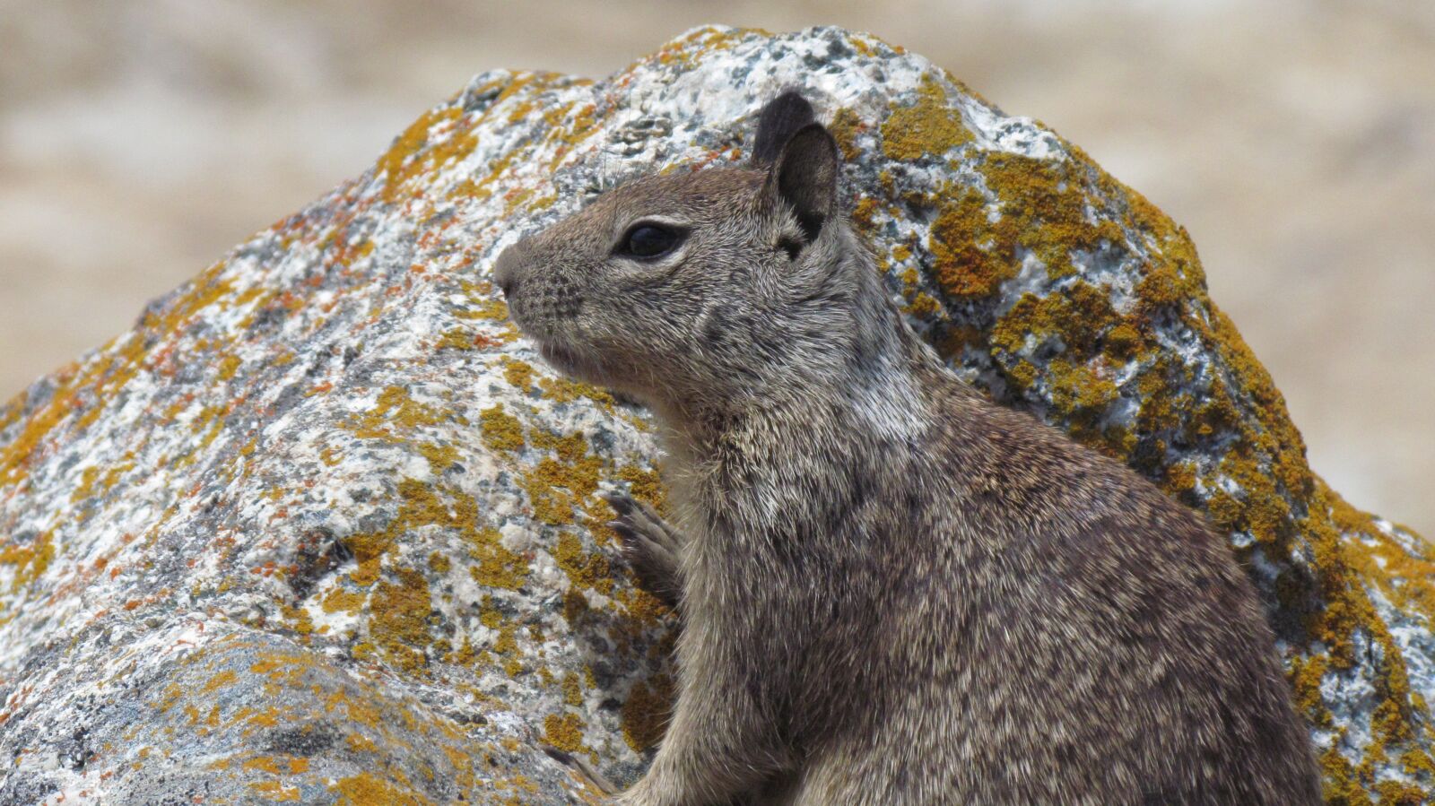 Canon PowerShot SX30 IS sample photo. Cute, squirrel, looking photography