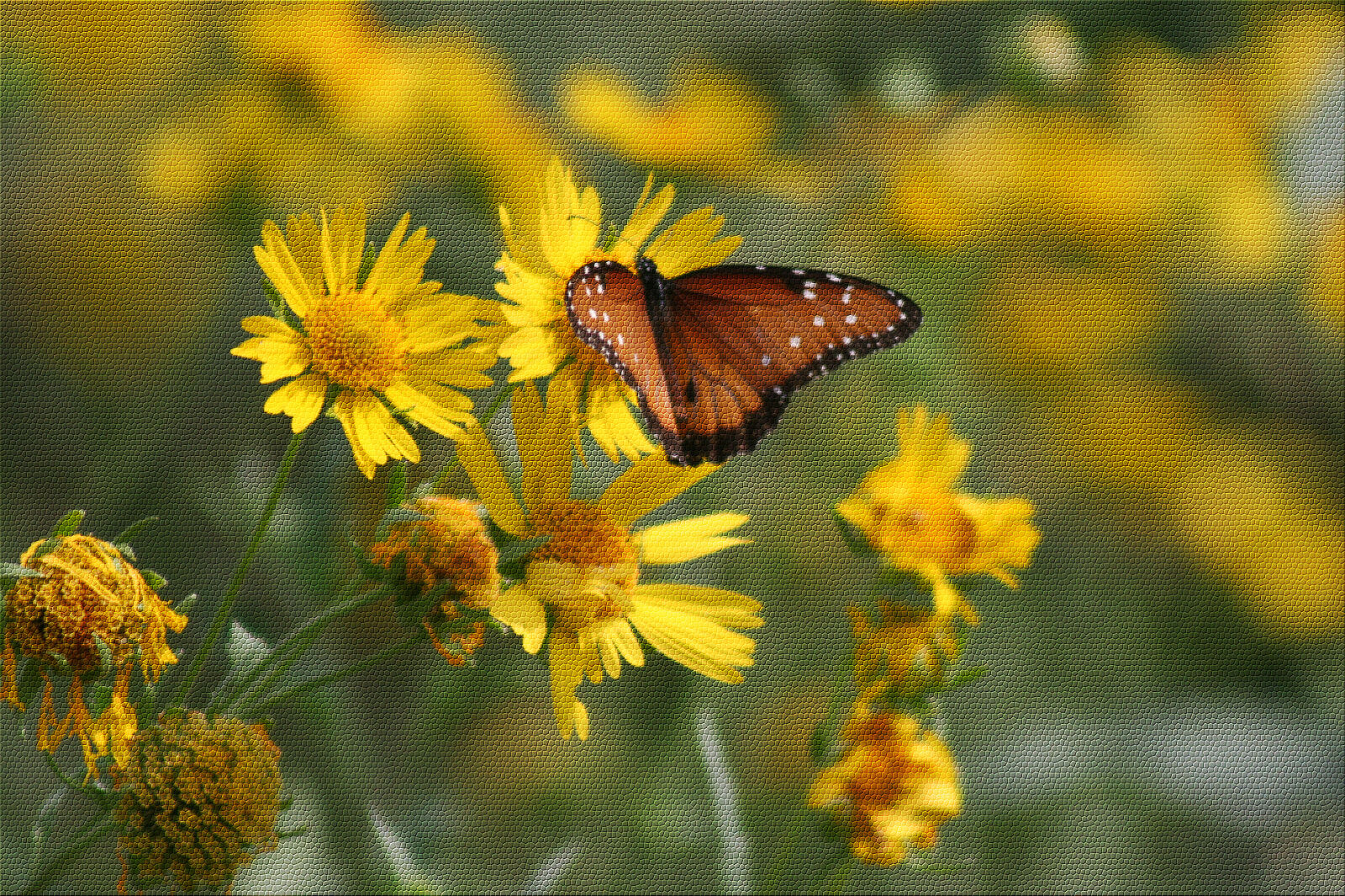 Canon EOS 20D sample photo. Butterfly, on, a, flower photography