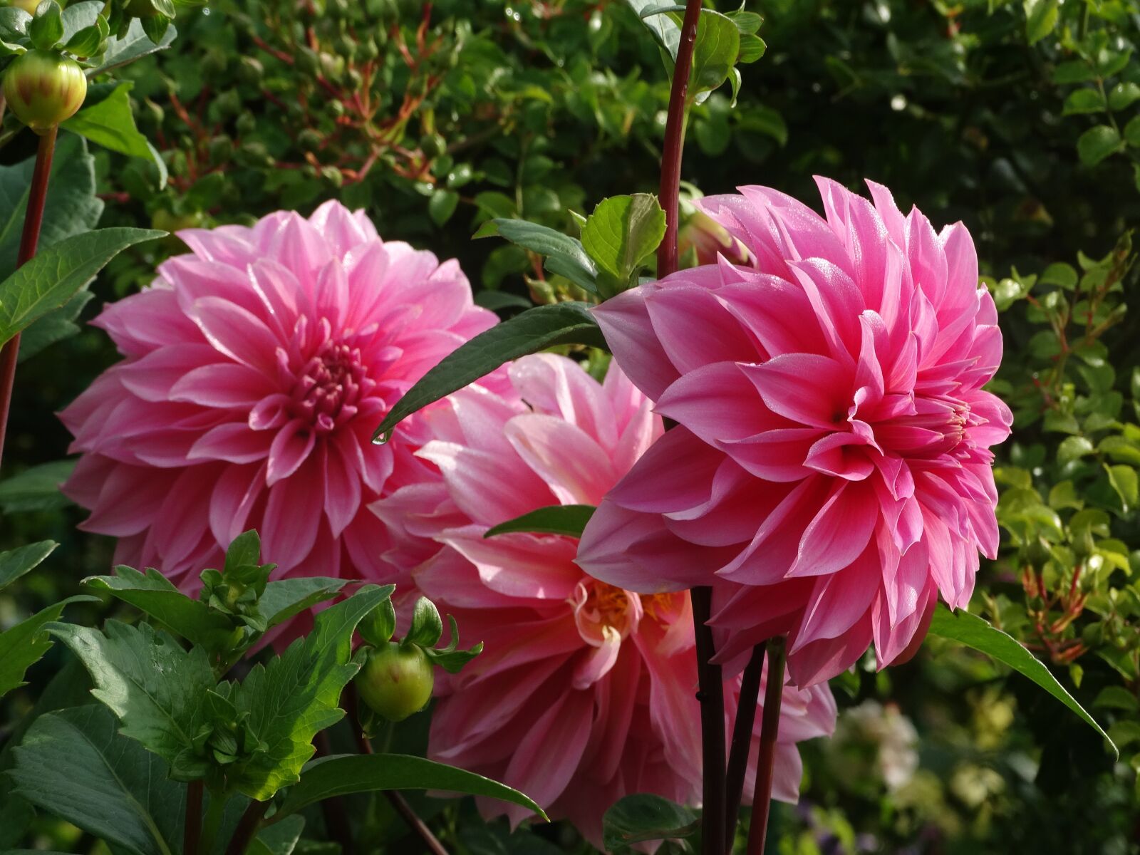 Sony Cyber-shot DSC-HX300 sample photo. Flowers, garden, ornamental photography