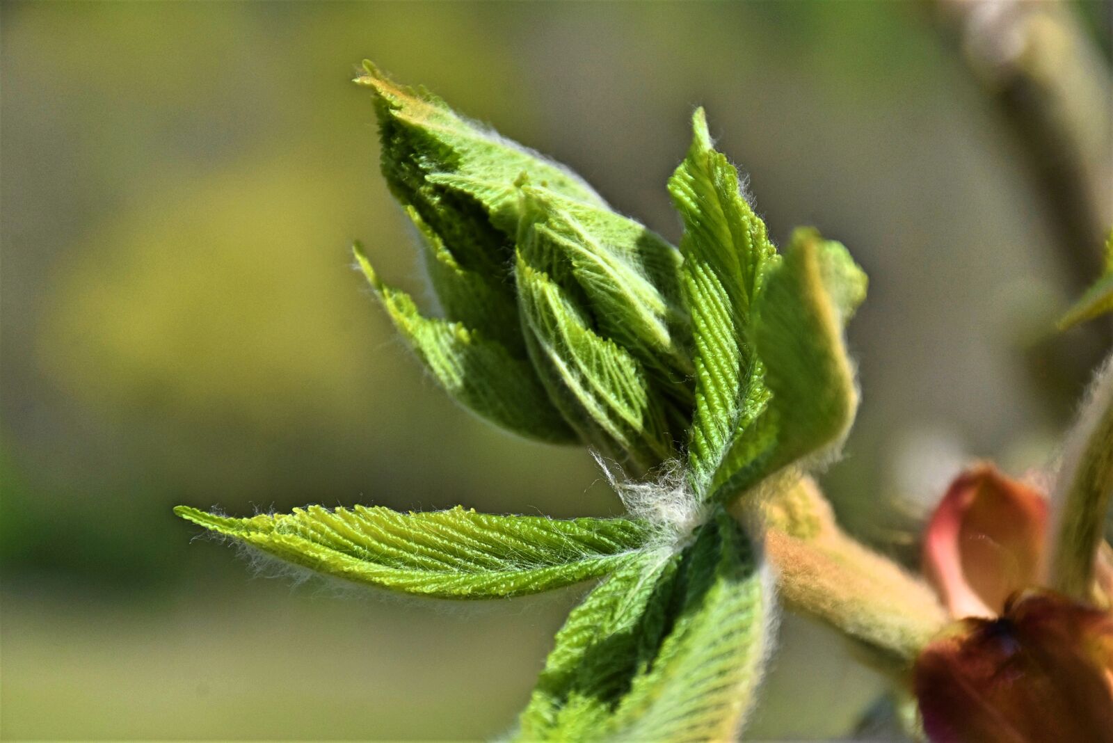 Nikon D7200 sample photo. Chestnut, leaves, tree photography
