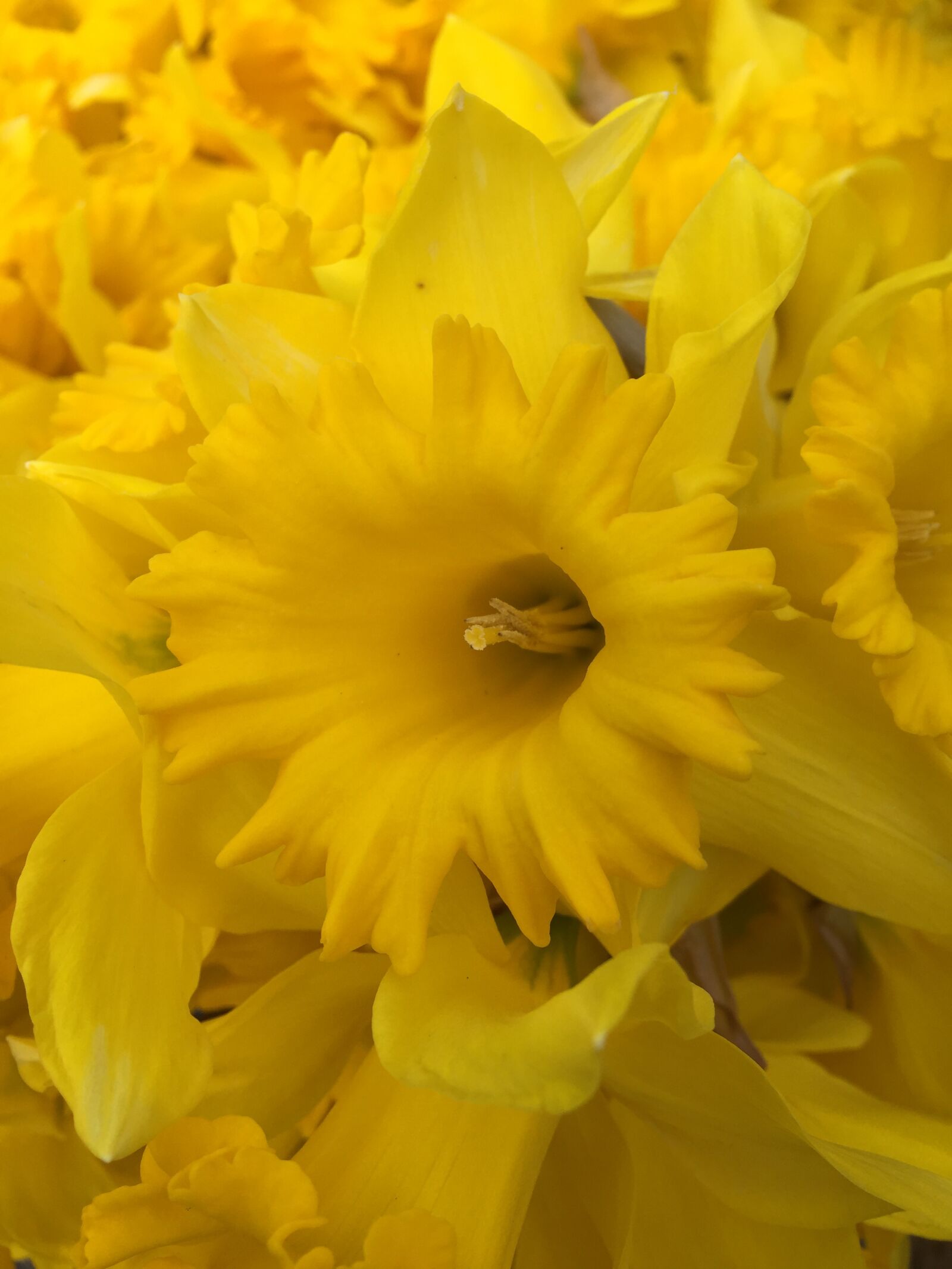 Apple iPhone 6 Plus sample photo. Daffodil, flower, bloom photography