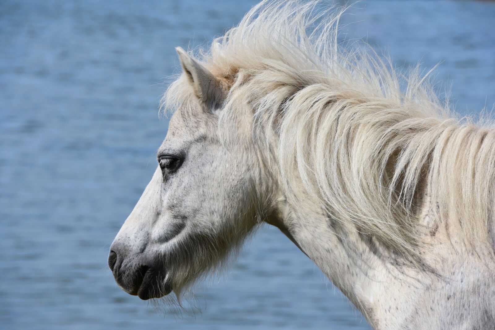 Nikon D7200 sample photo. Pony, sea, wind photography