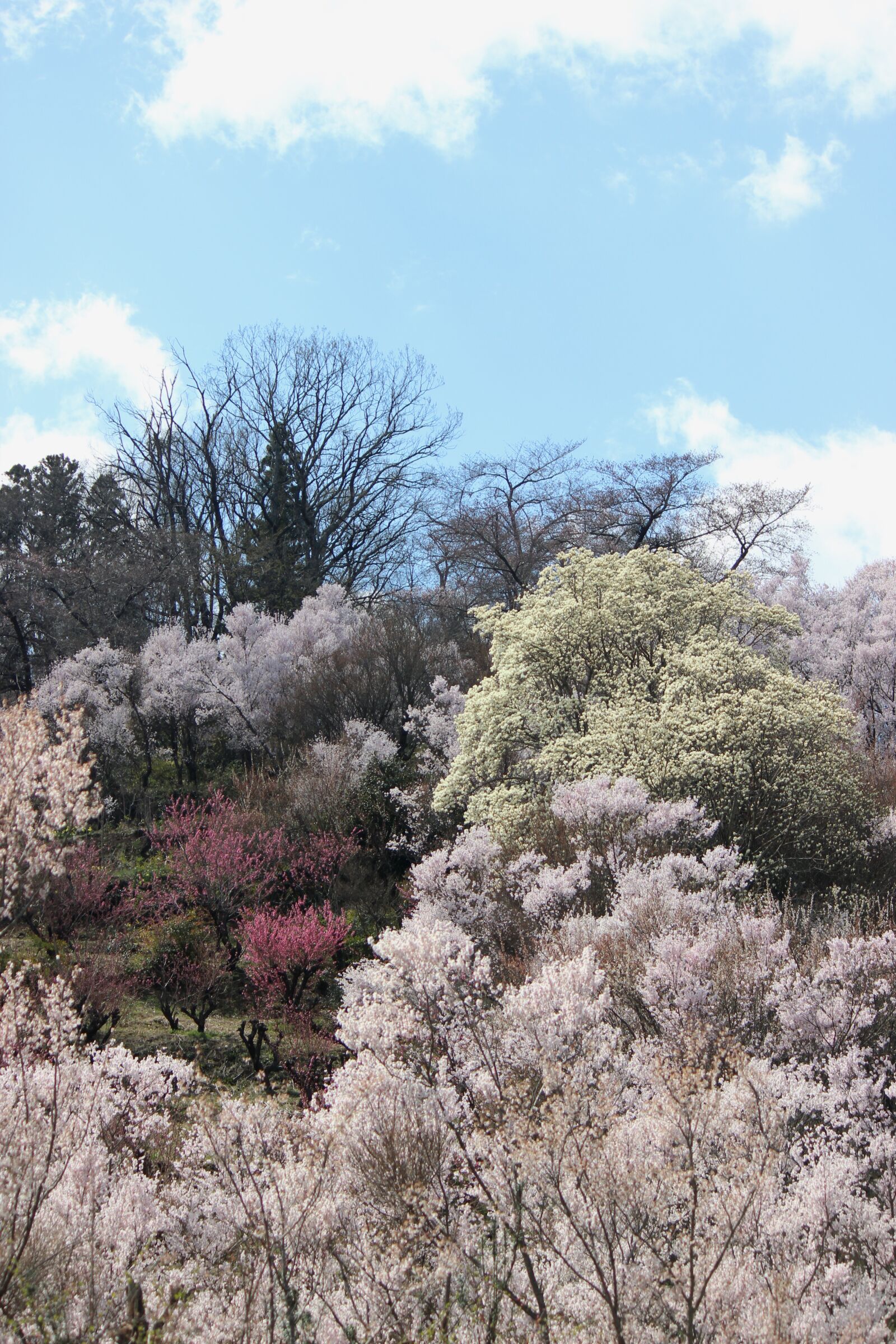 Canon EOS 600D (Rebel EOS T3i / EOS Kiss X5) sample photo. Cherry blossom viewing mountains photography