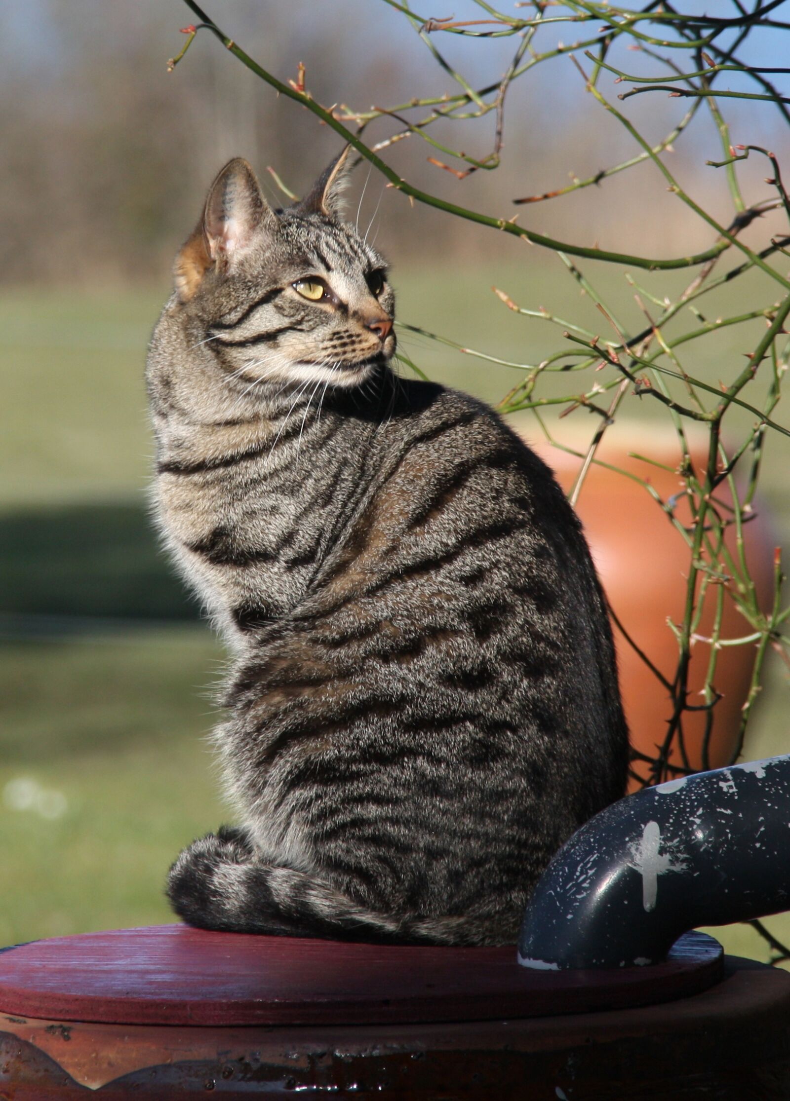 Canon EOS 450D (EOS Rebel XSi / EOS Kiss X2) sample photo. Cat, pets, striped cat photography