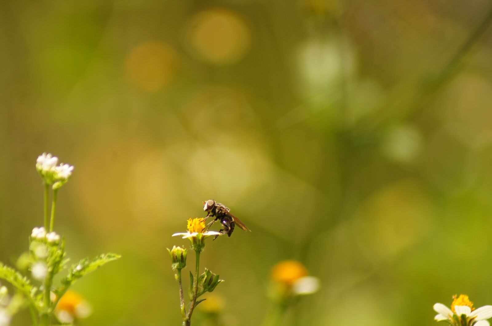 Sony SLT-A55 (SLT-A55V) sample photo. Nature, insects, cocora photography