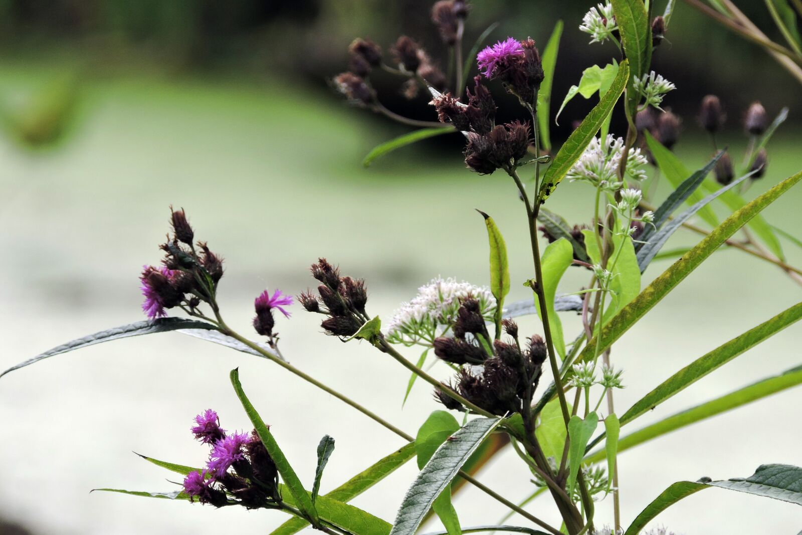 Nikon Coolpix P530 sample photo. Blazingstar, flowers, autumn photography