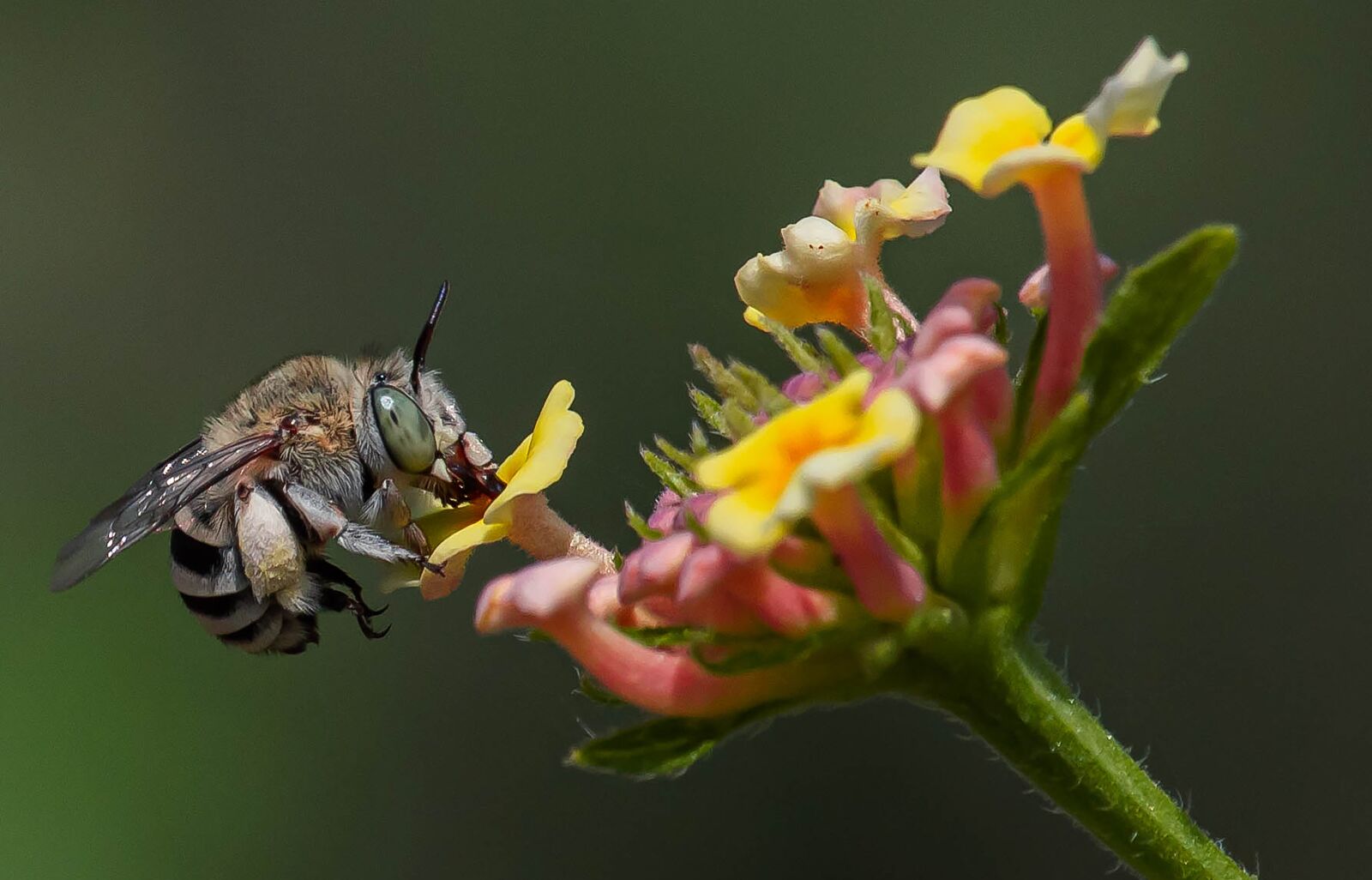 Nikon D810 sample photo. Bee, flower, insect photography