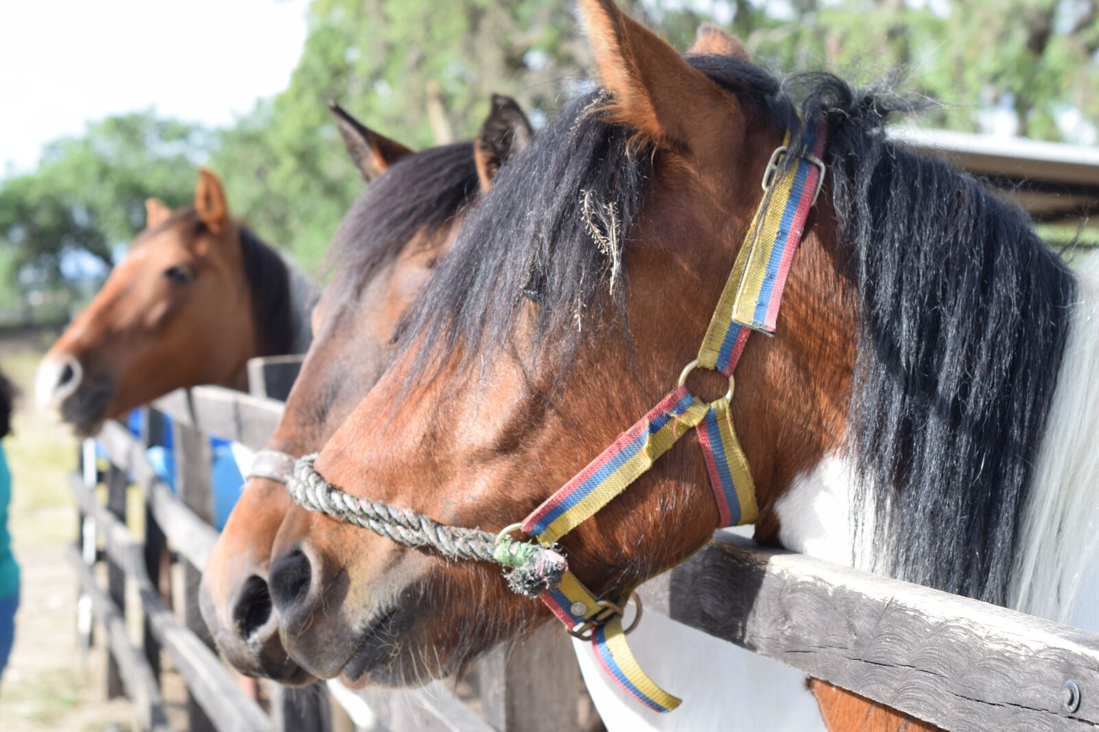 Nikon D5300 sample photo. Horse, equine, mammals photography
