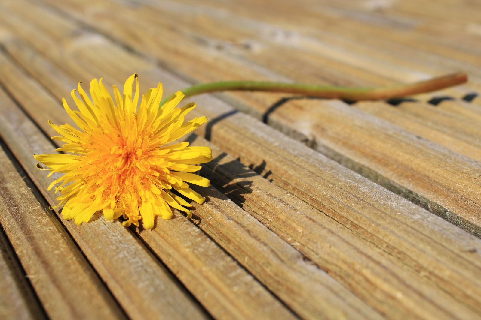 Canon EOS 2000D (EOS Rebel T7 / EOS Kiss X90 / EOS 1500D) sample photo. Dandelion, meadow, dandelion meadow photography