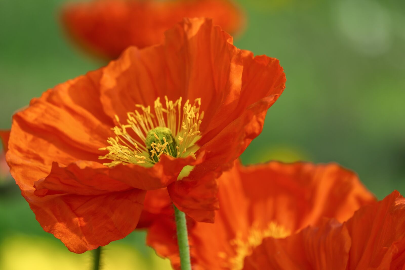 Fujifilm XF 55-200mm F3.5-4.8 R LM OIS sample photo. Poppy, flower, blossomed photography