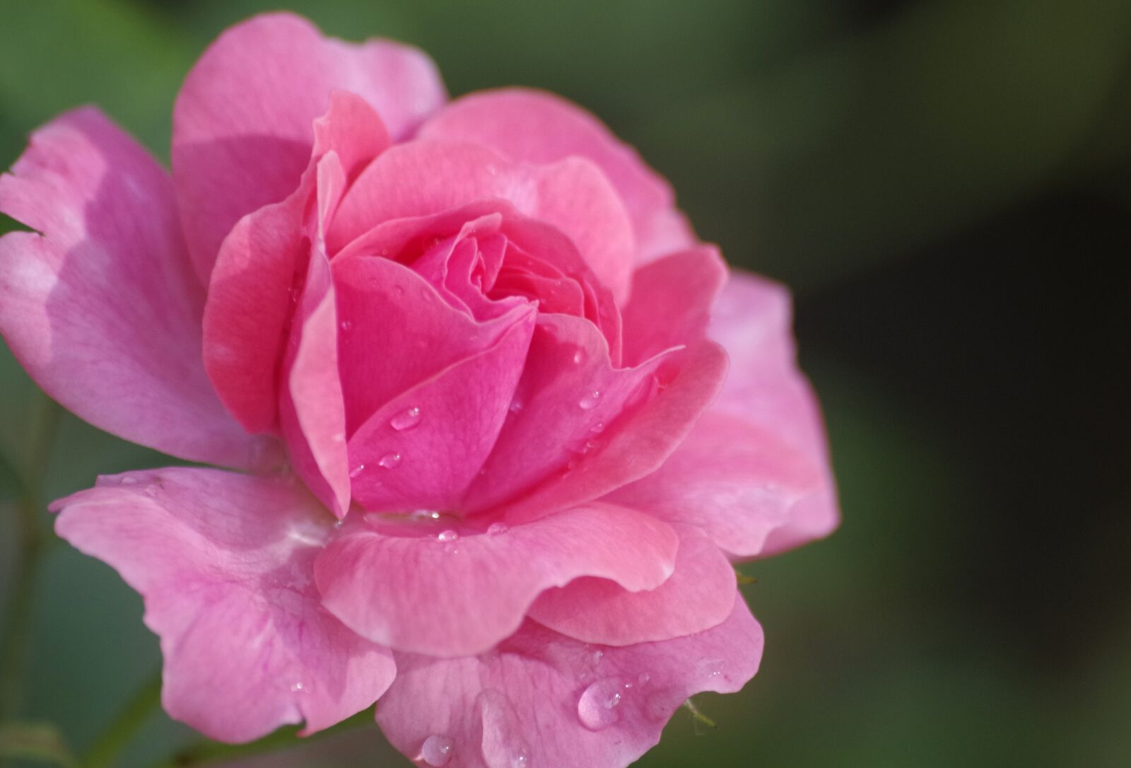Pentax K-30 sample photo. Rose, rose bloom, pink photography