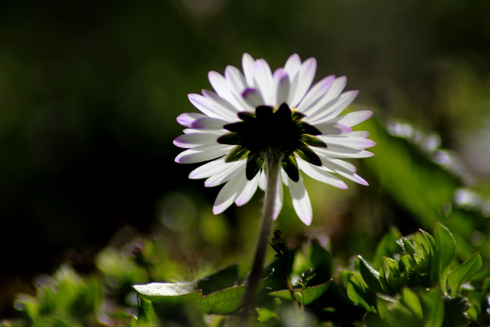 Canon EOS 100D (EOS Rebel SL1 / EOS Kiss X7) sample photo. Flower, nature, plant photography