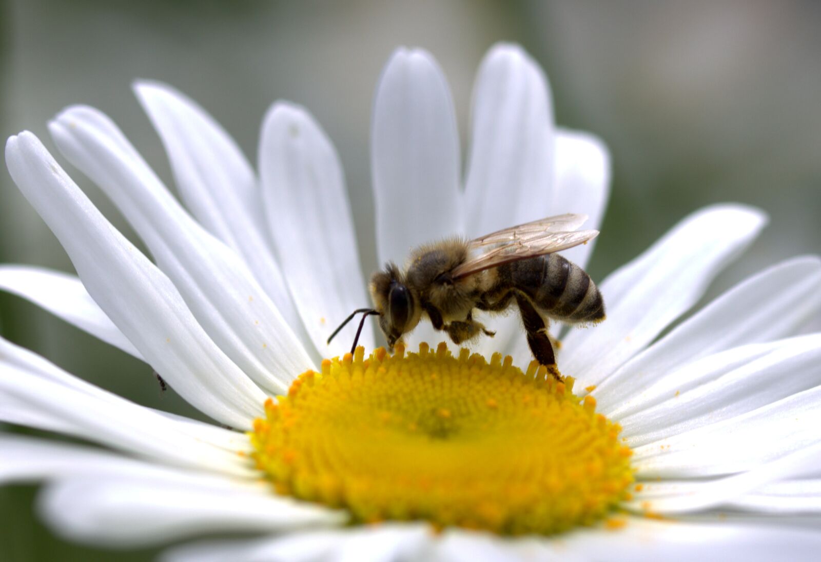 Canon EF-S 60mm F2.8 Macro USM sample photo. Bee, daisy, pollen photography