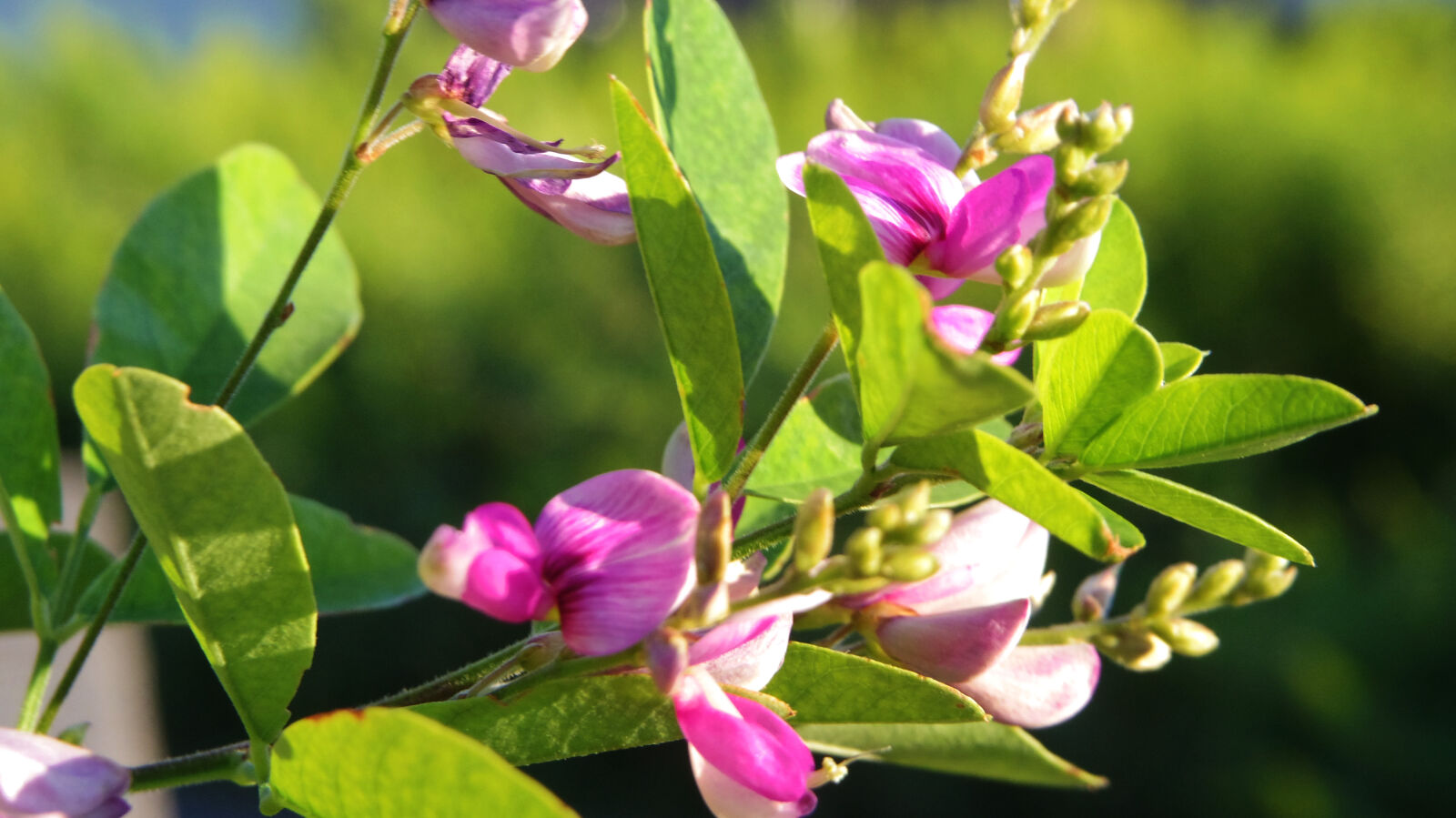 Pentax Q10 sample photo. Flower photography