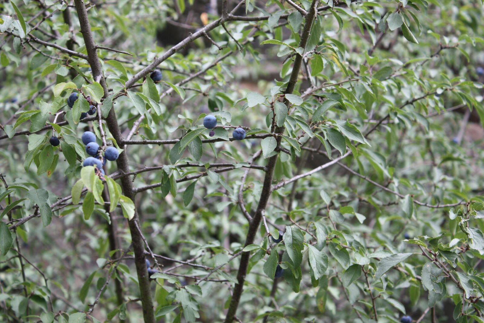 Canon EOS 450D (EOS Rebel XSi / EOS Kiss X2) sample photo. Sloes, blackthorn, berries photography