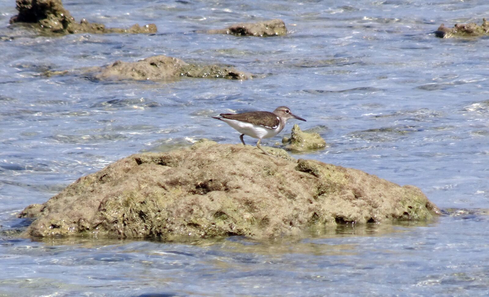 Sony Cyber-shot DSC-HX90V sample photo. Bird, sandpiper, common sandpiper photography