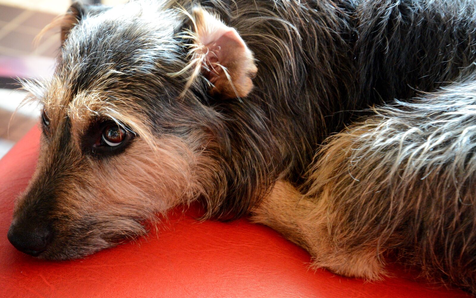 Nikon D600 sample photo. Doggy, dog, pet photography