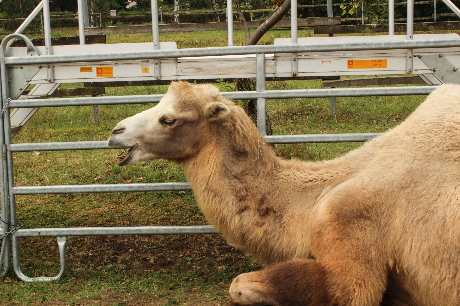 Canon EOS 600D (Rebel EOS T3i / EOS Kiss X5) sample photo. Zoo, camel, circus photography