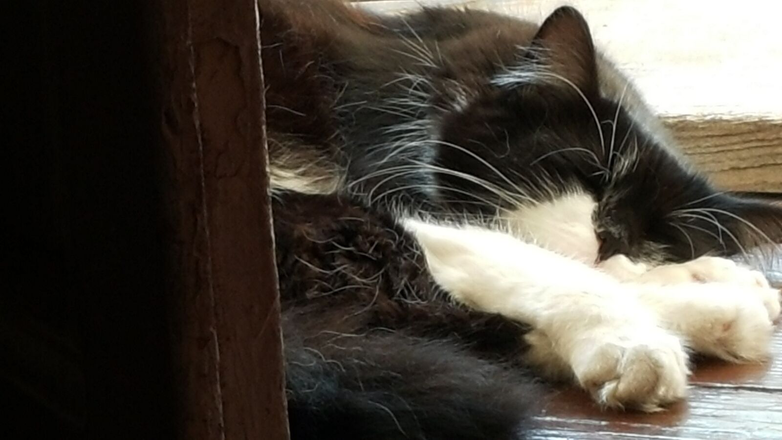 Samsung Galaxy Note4 sample photo. Funny, cat, laziness photography