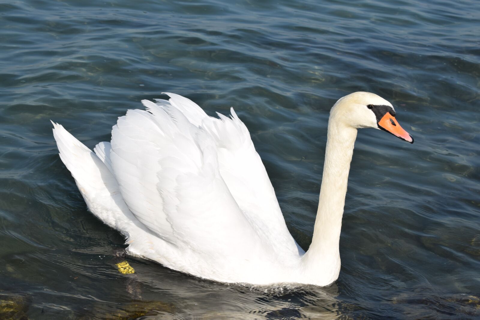 Nikon D5300 sample photo. Nature, water, lake photography