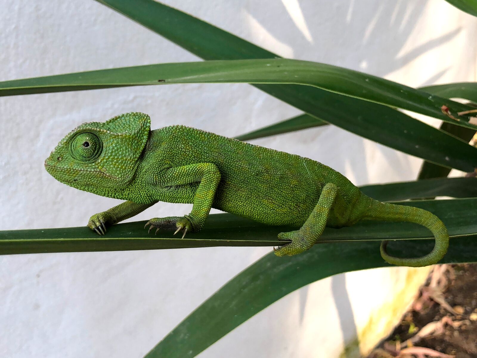 iPhone X back dual camera 4mm f/1.8 sample photo. Chameleon, nature, reptile photography