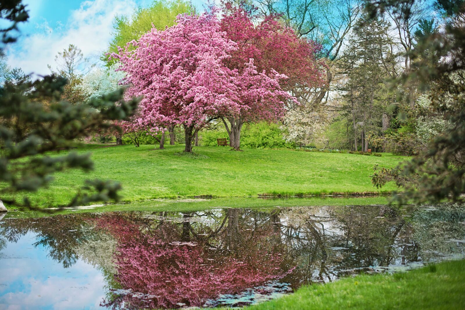 Canon EF 50mm F1.4 USM sample photo. Spring, pink flowers, pink photography