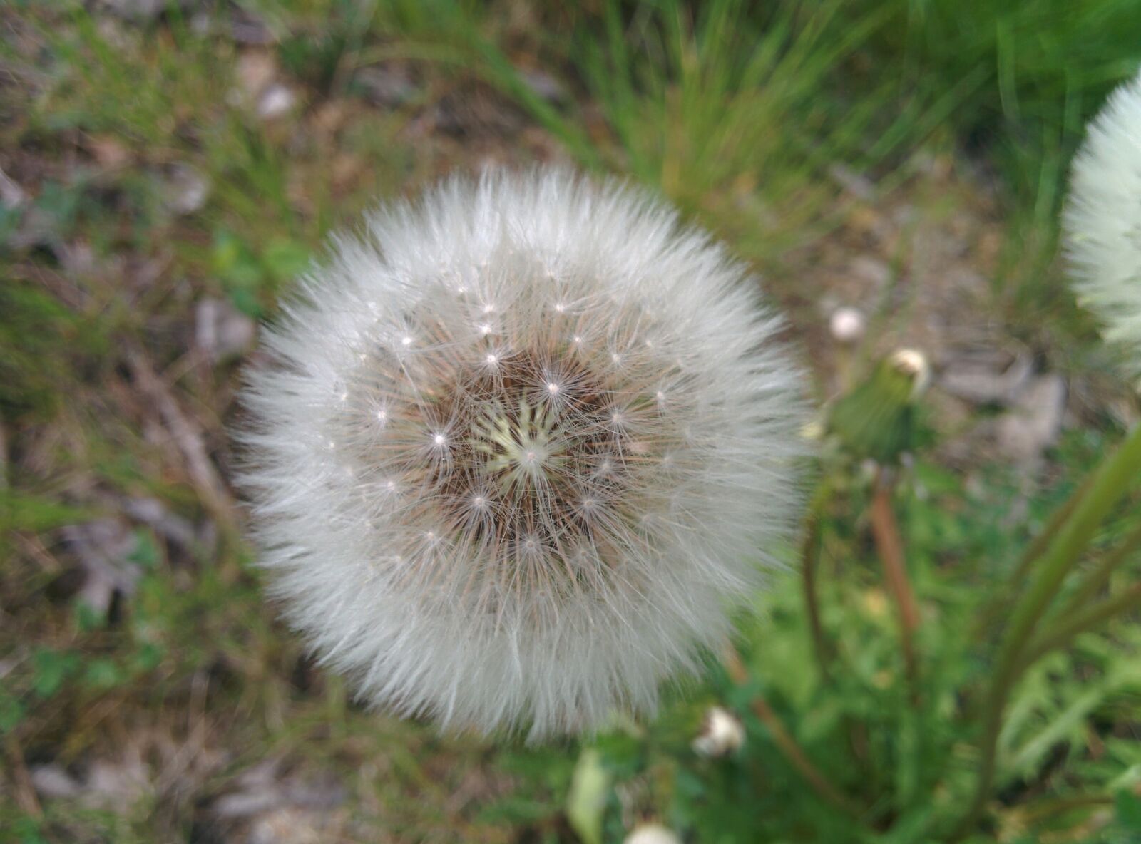 LG Nexus 5 sample photo. Dandelion, field, nature photography