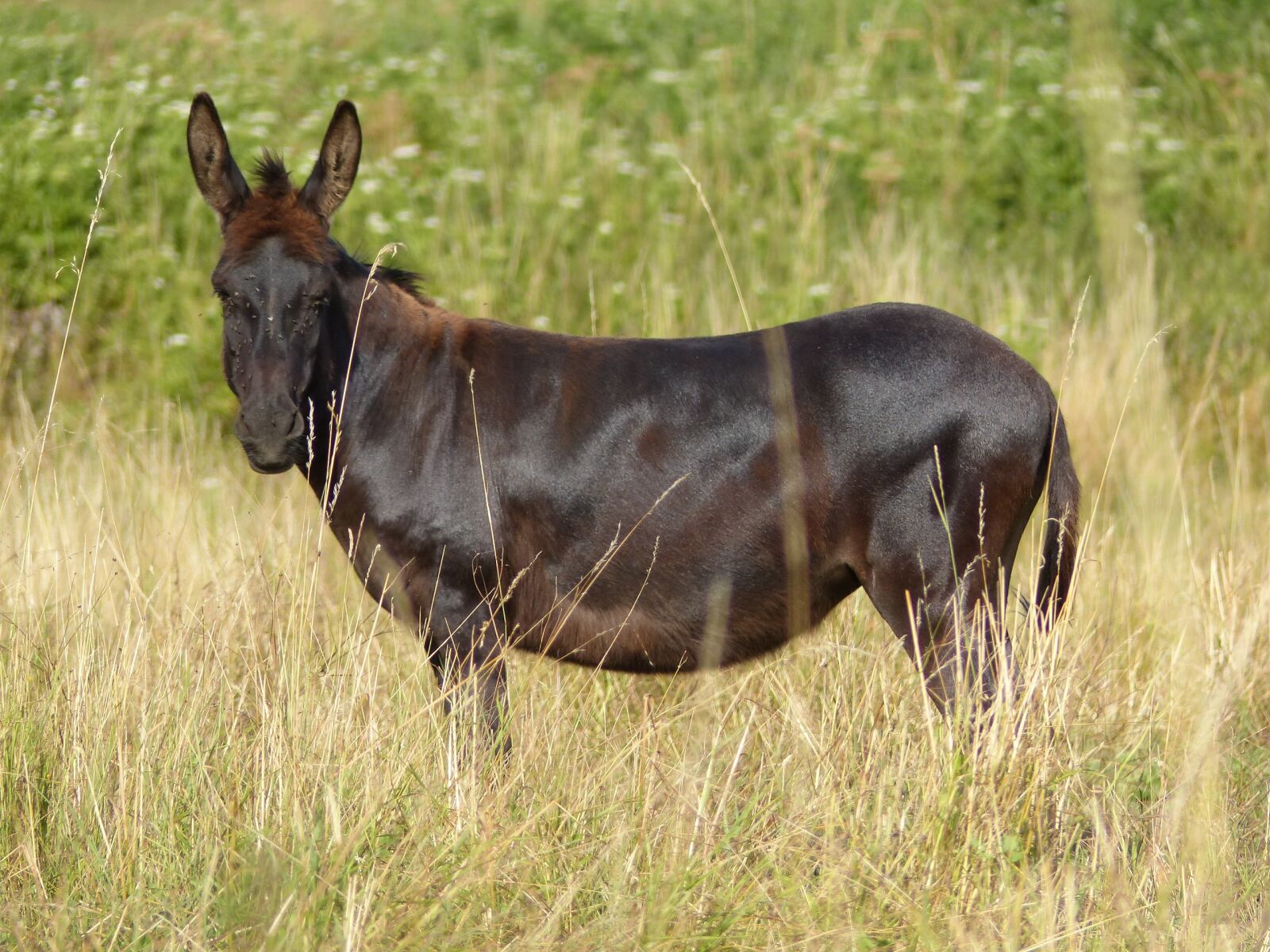Panasonic Lumix DMC-FZ200 sample photo. Donkey, colt, animal photography