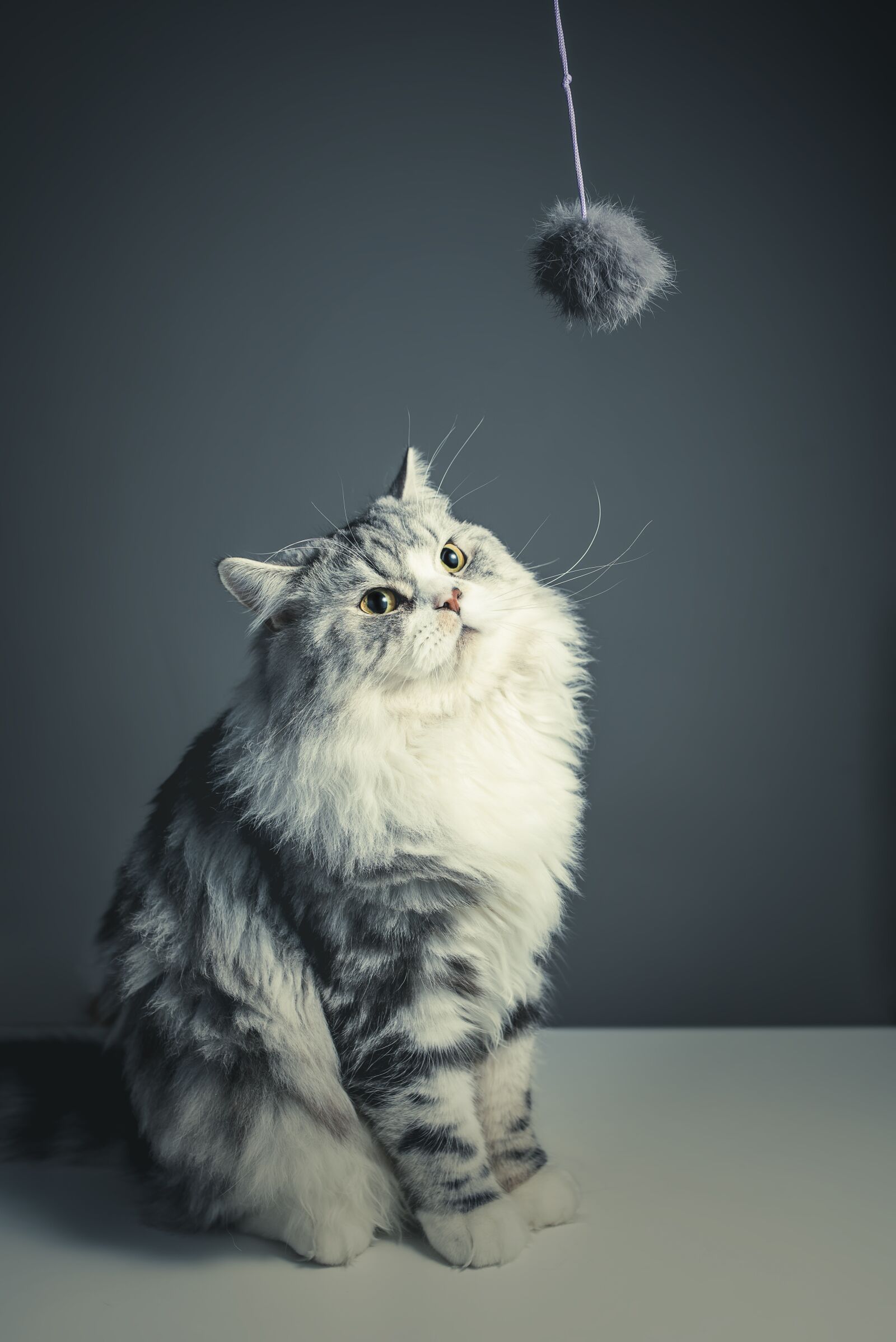 Nikon D810 sample photo. Cat, persian breed, black photography