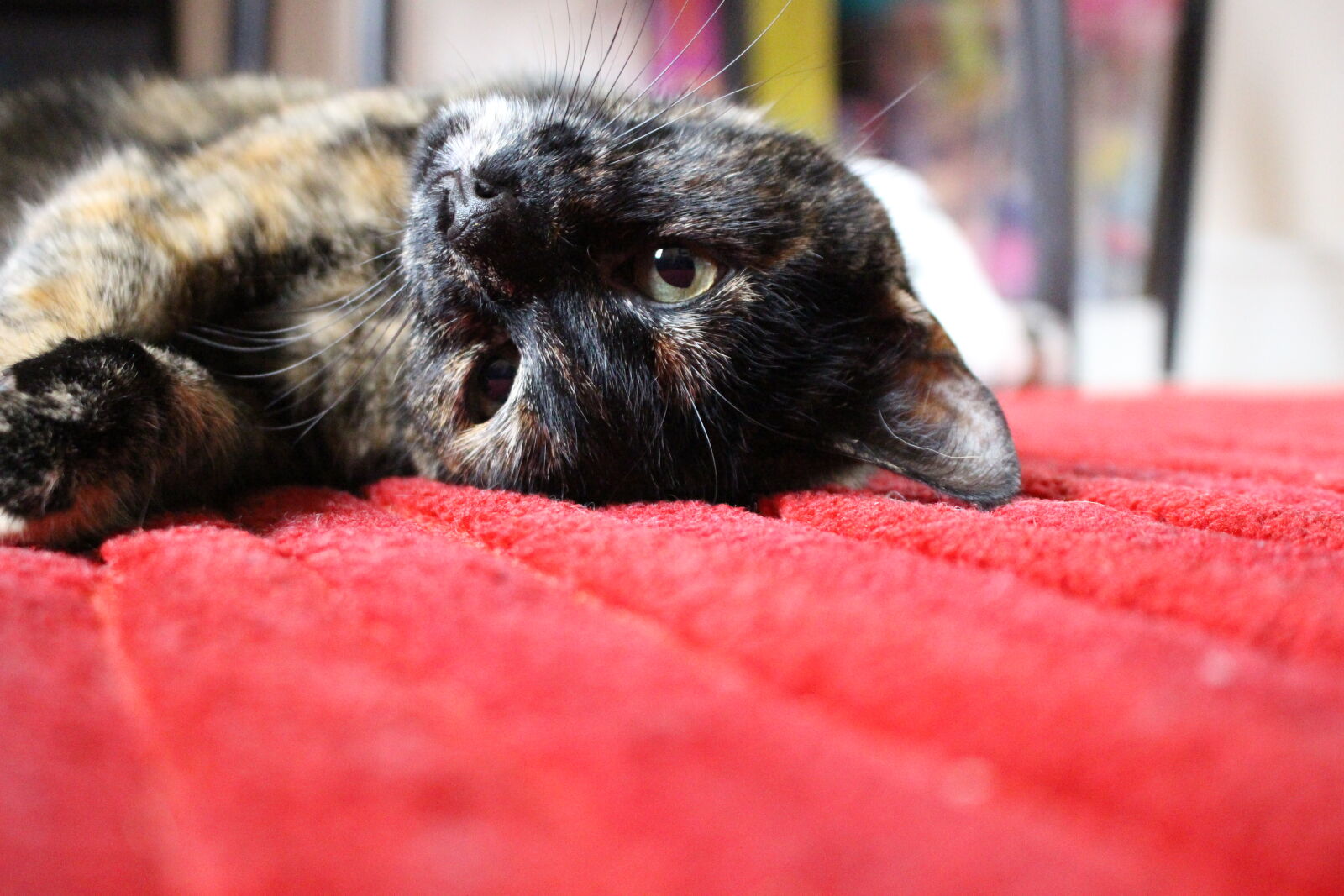 Canon EOS 700D (EOS Rebel T5i / EOS Kiss X7i) sample photo. Cats, cat, cat, face photography