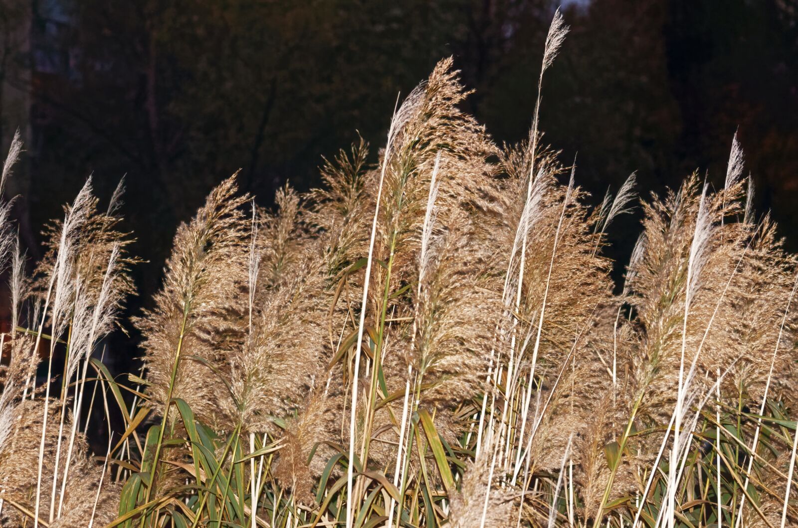 Nikon D5100 sample photo. Plants, aquatic, fat photography