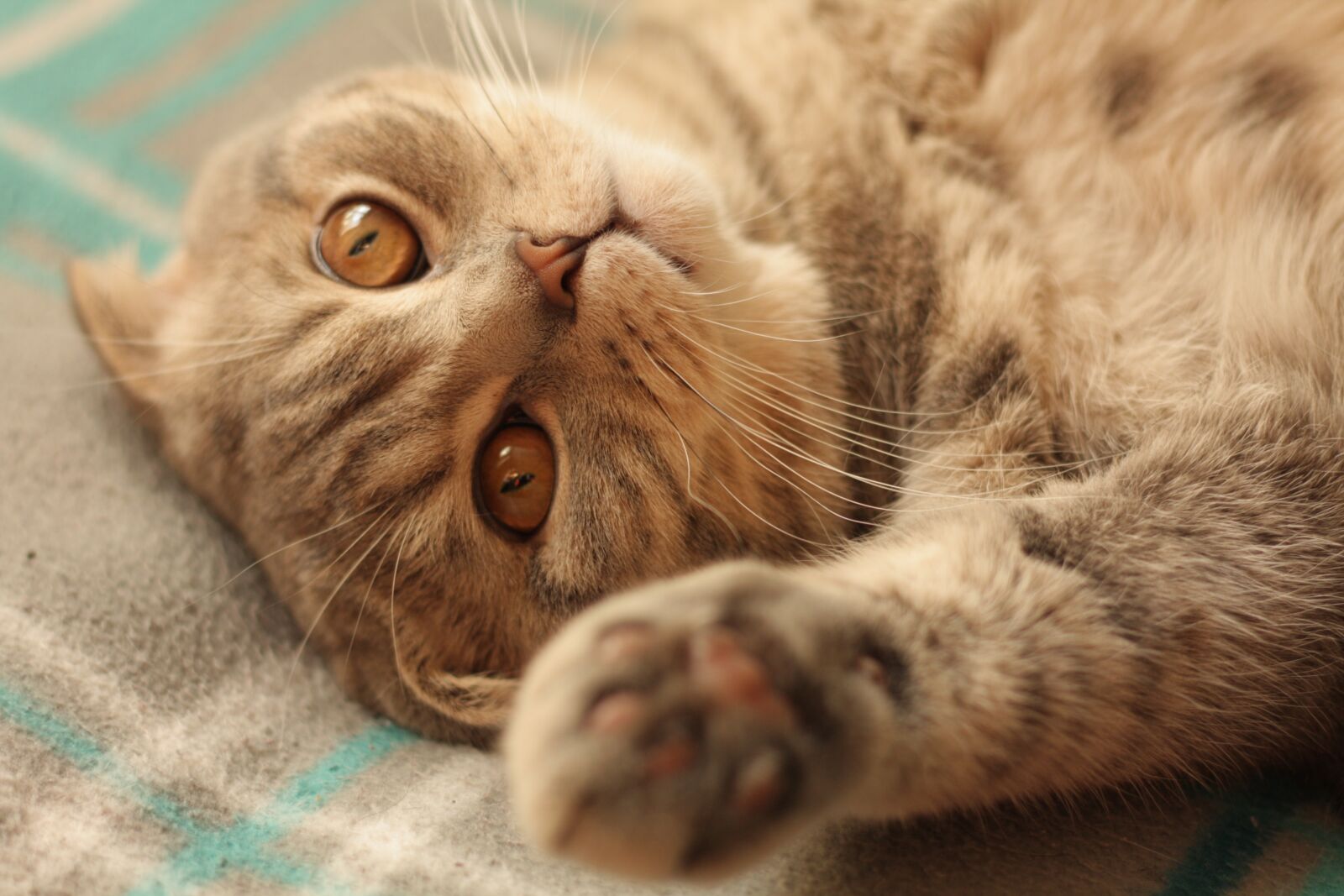 Canon EOS 450D (EOS Rebel XSi / EOS Kiss X2) sample photo. Cat, animal, young animal photography