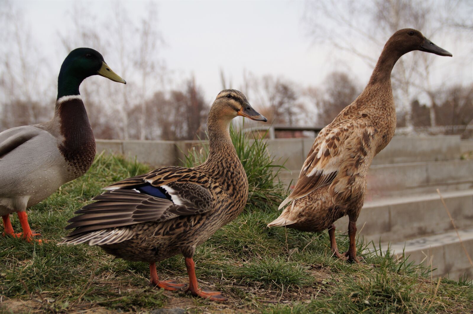 Sony SLT-A58 sample photo. Duck, wild, water photography