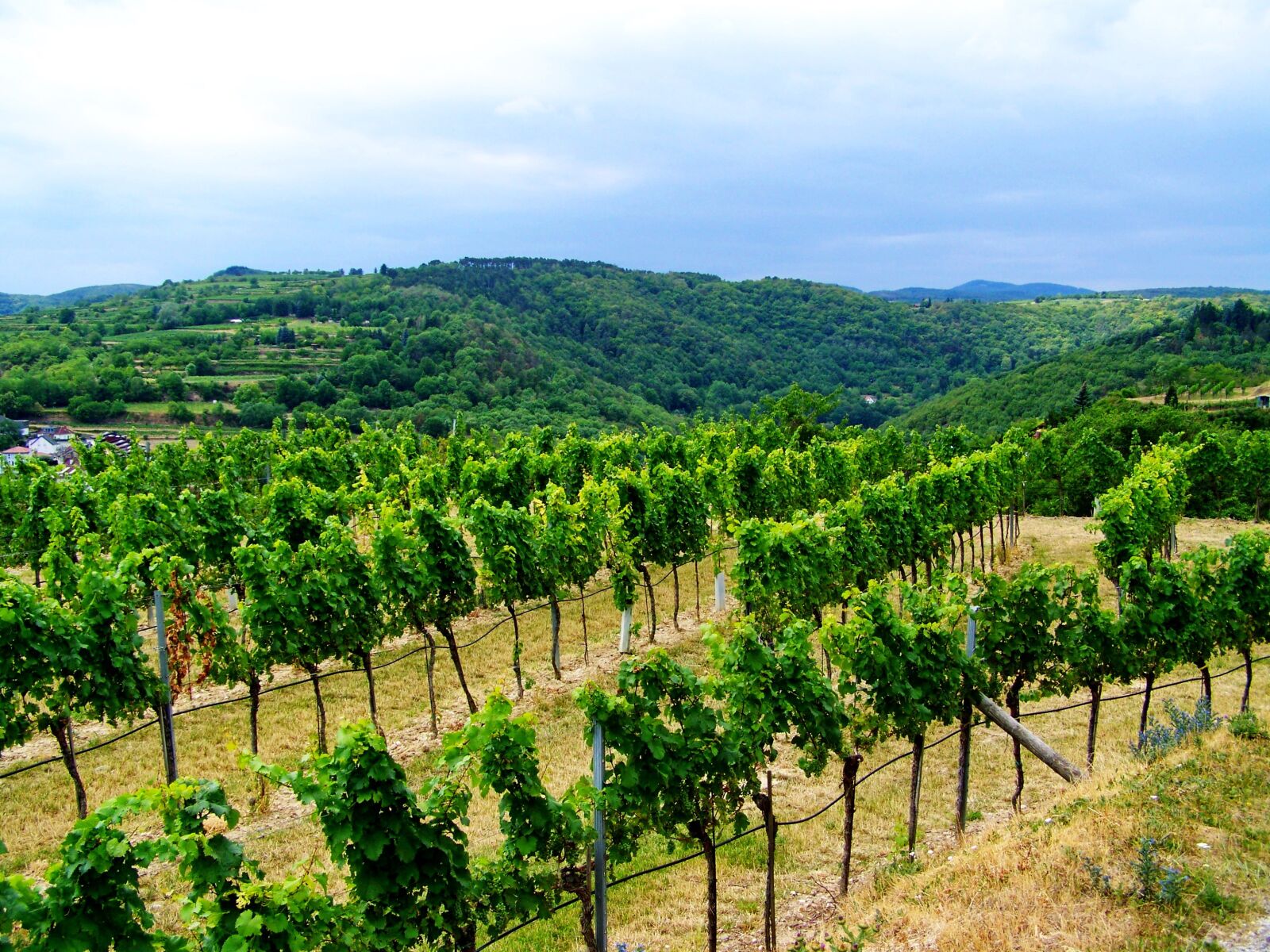 Kodak EASYSHARE ZD710 ZOOM DIGITAL CAMERA sample photo. Landscape, vineyard, wine region photography