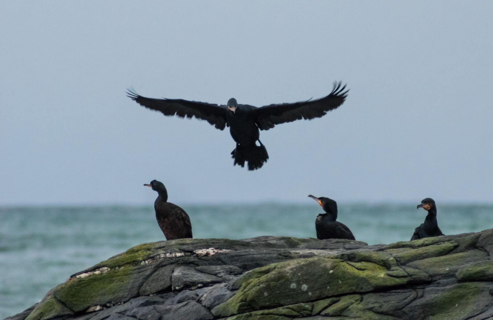 Nikon D5300 sample photo. Cormorants, skarver, bird photography
