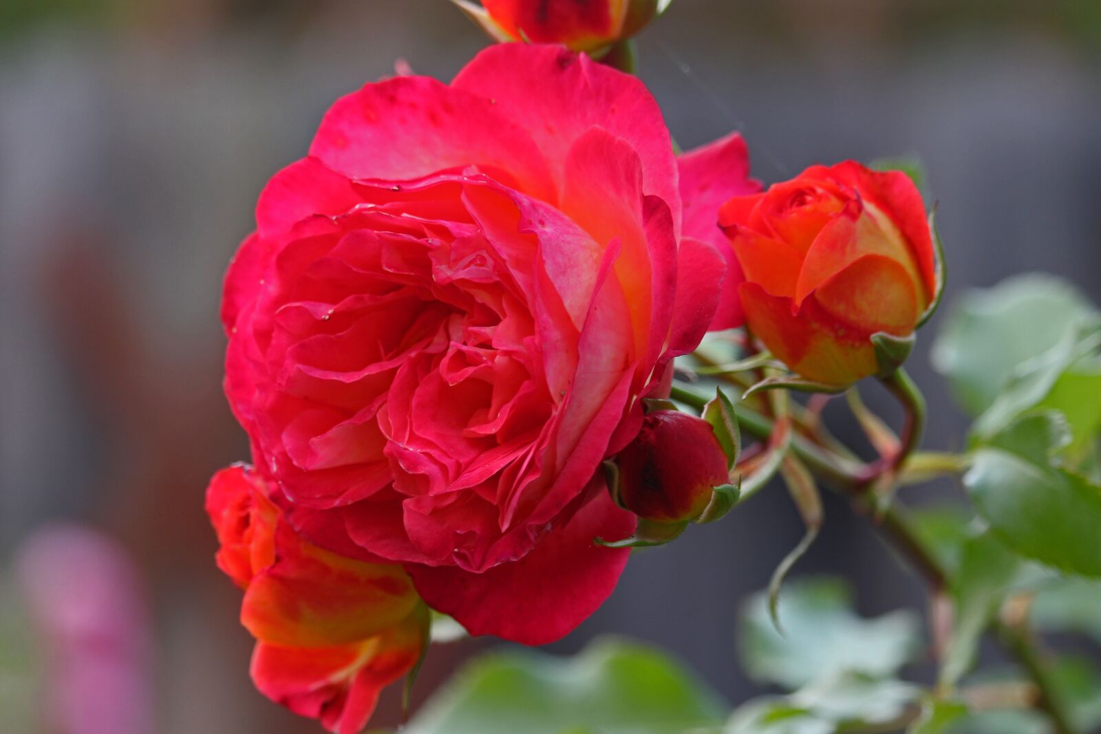 Canon EF-S 55-250mm F4-5.6 IS STM sample photo. Rose, fairy tale rose photography