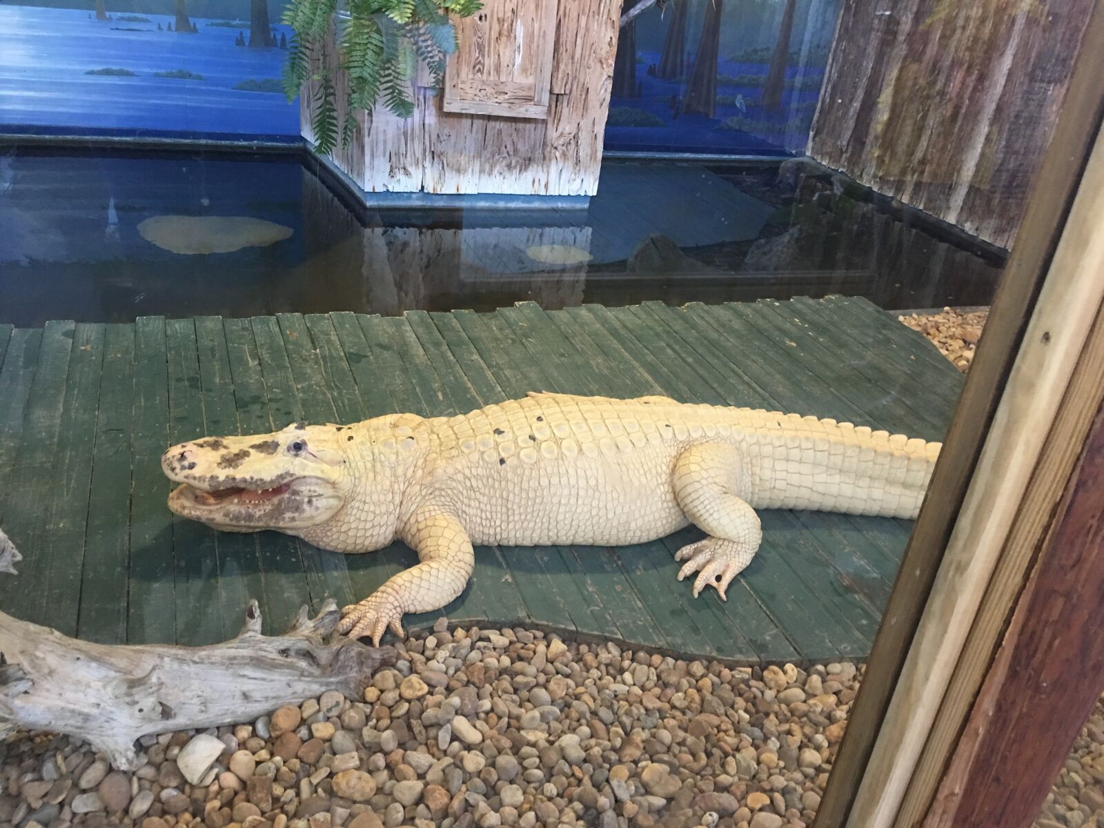 iPhone 6s Plus back camera 4.15mm f/2.2 sample photo. Albino, alligator, alligator photography