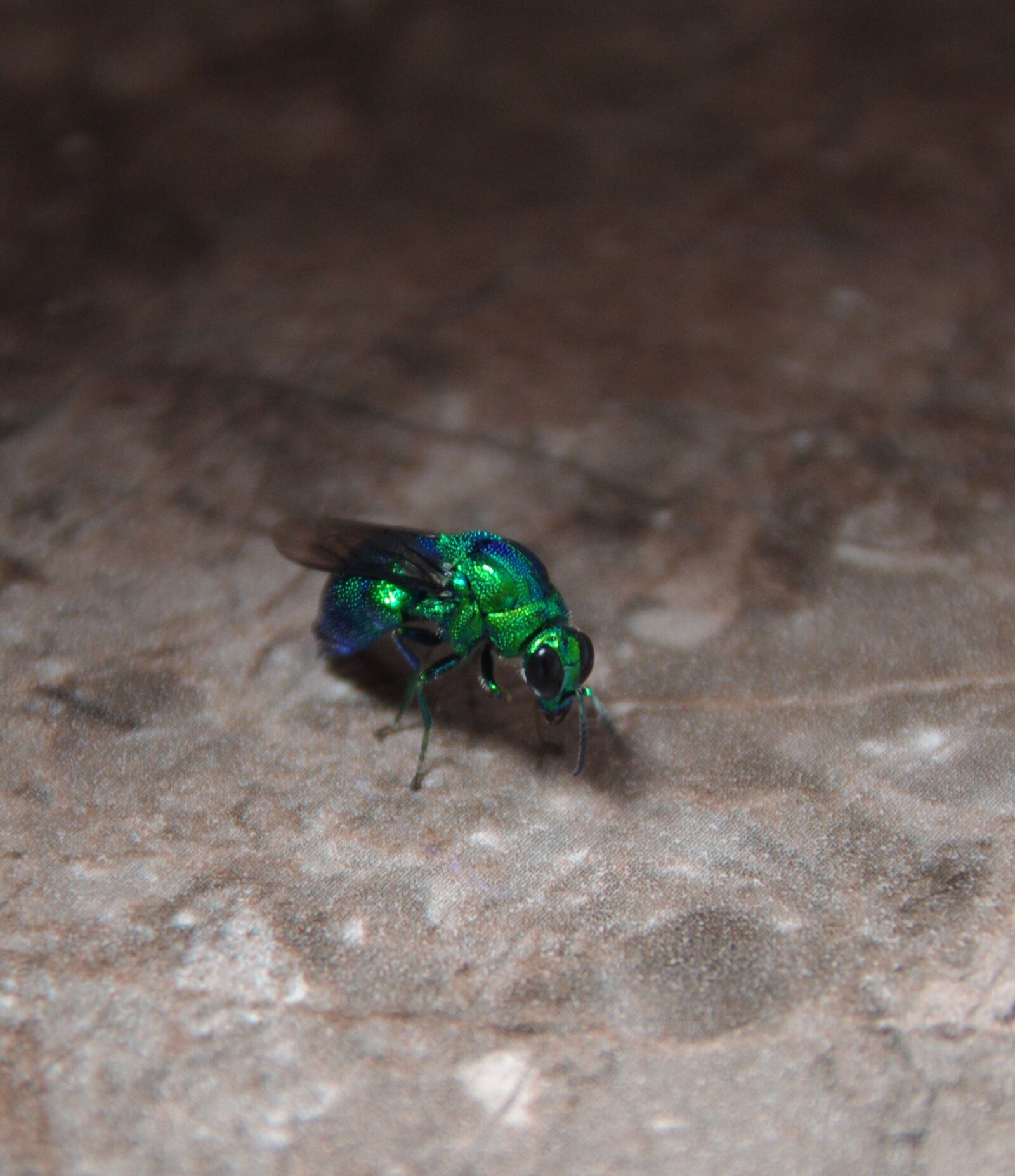 Pentax K-x sample photo. Fly, insect, nature photography