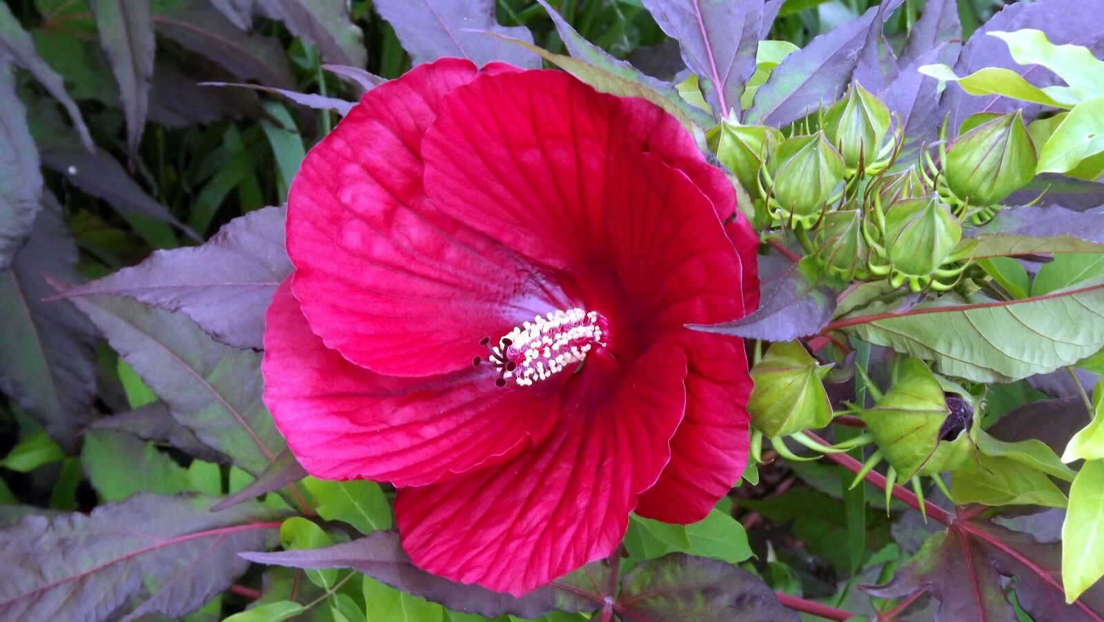 Fujifilm FinePix S3400 sample photo. Plants, flowers, hibiscus photography