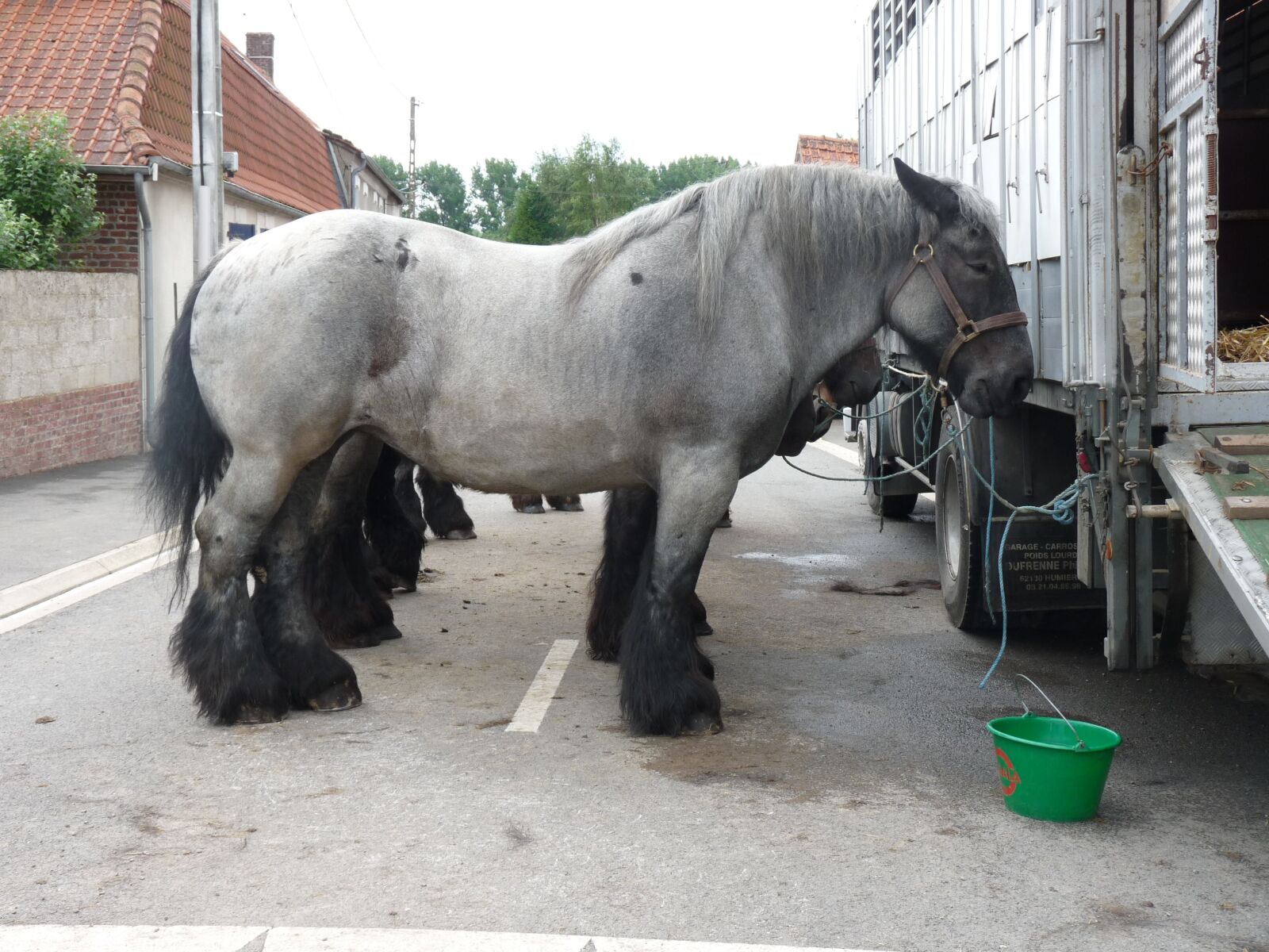 Panasonic Lumix DMC-FZ28 sample photo. Animals, fair, horse photography