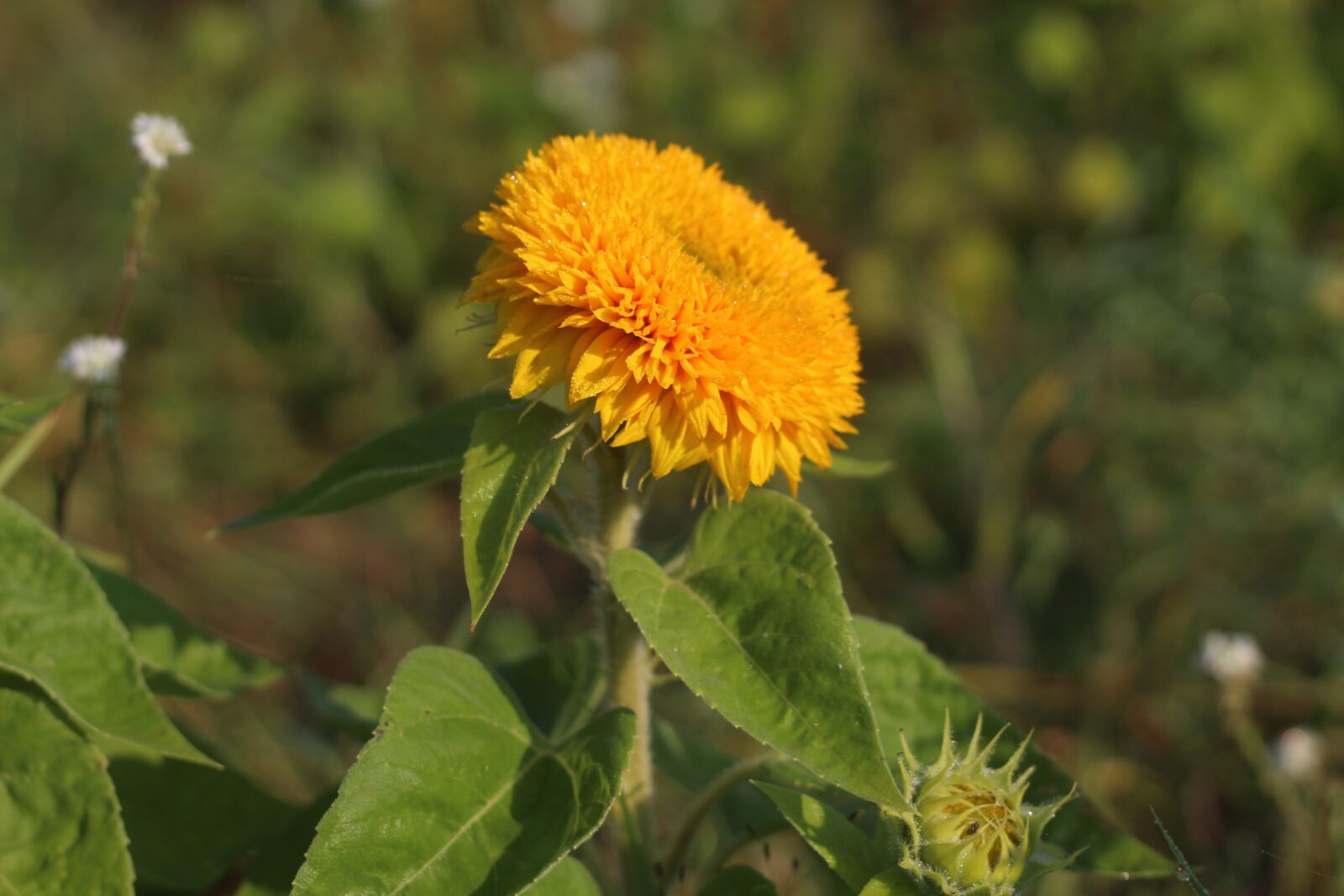 Canon EF 50mm F1.8 STM sample photo. Sunflower, yellow, spotted photography