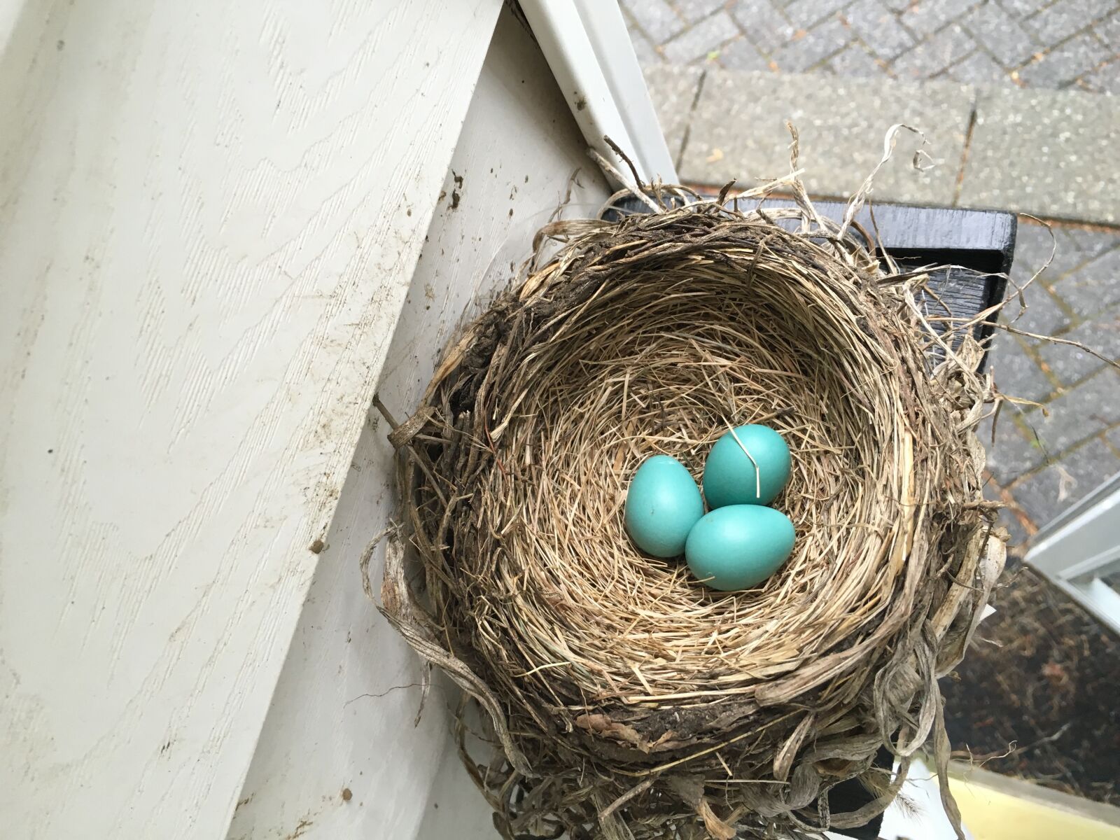 Apple iPhone 6s sample photo. Nest, spring, bird photography