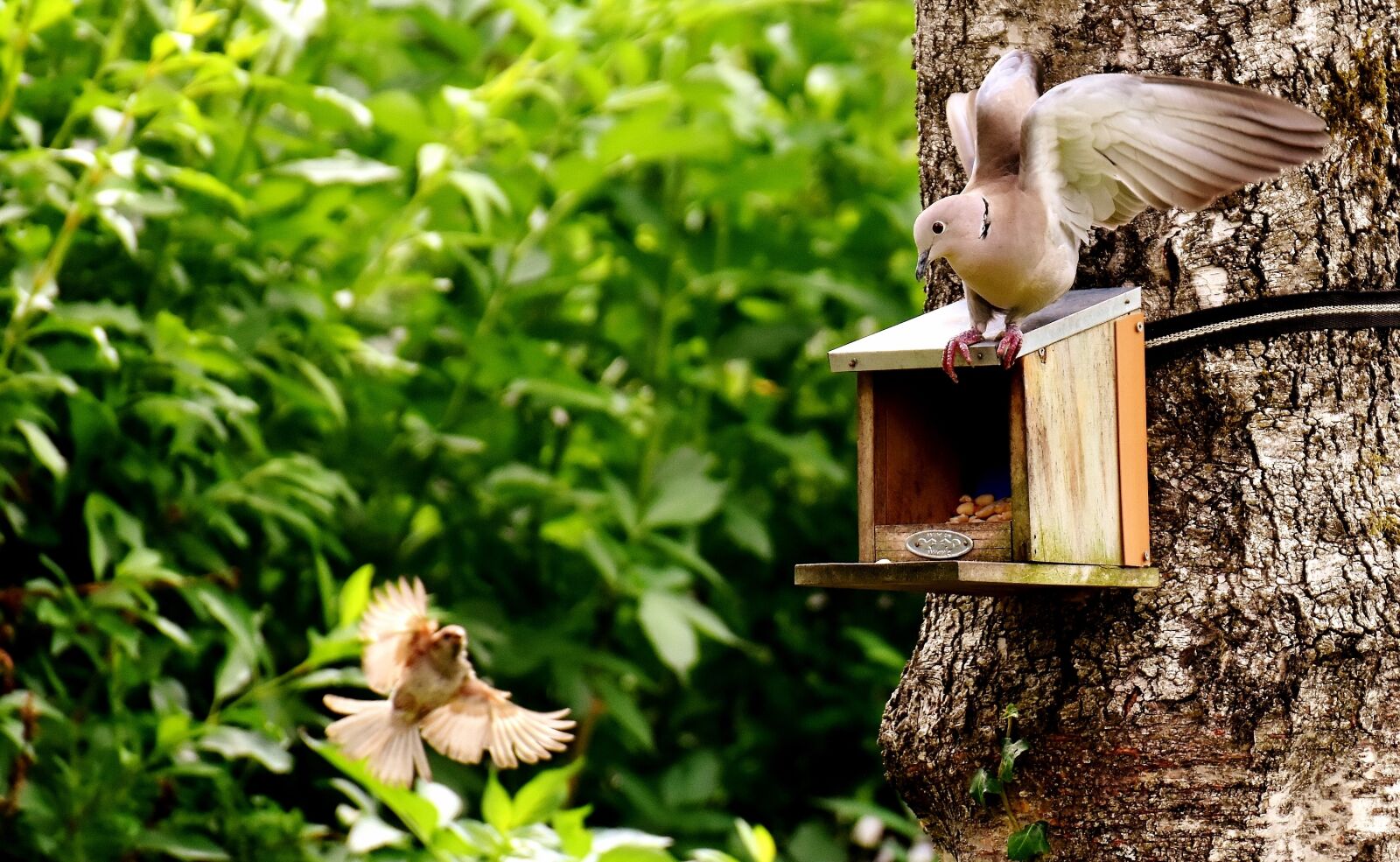 Nikon D7200 sample photo. Dove, bird, food photography