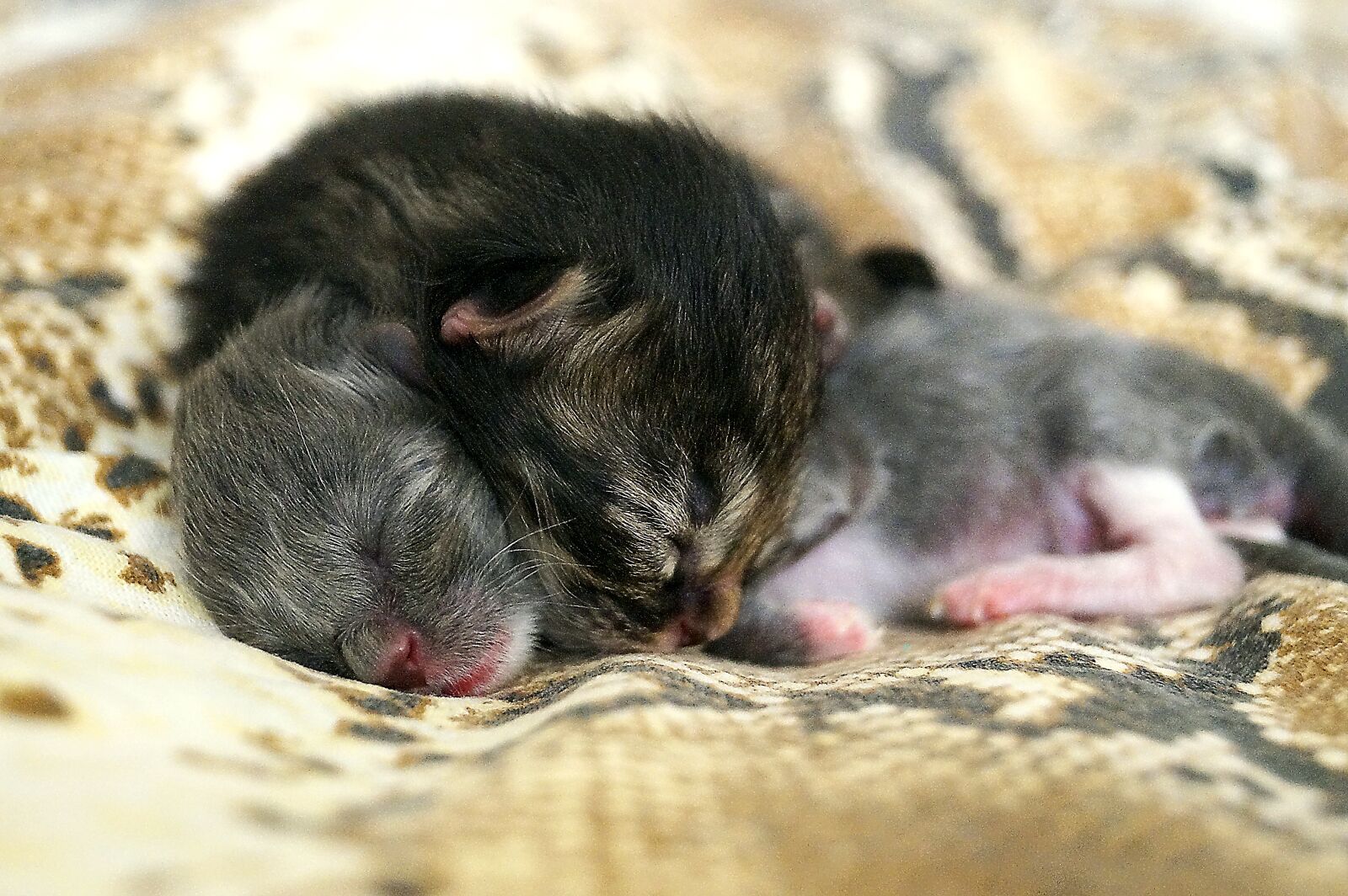 Sony DT 18-55mm F3.5-5.6 SAM II sample photo. Kittens, animals, cute photography