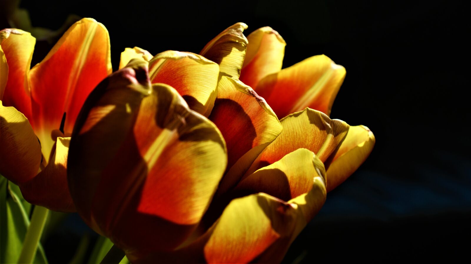 Sony Alpha DSLR-A350 sample photo. Tulips, spring, flowers photography