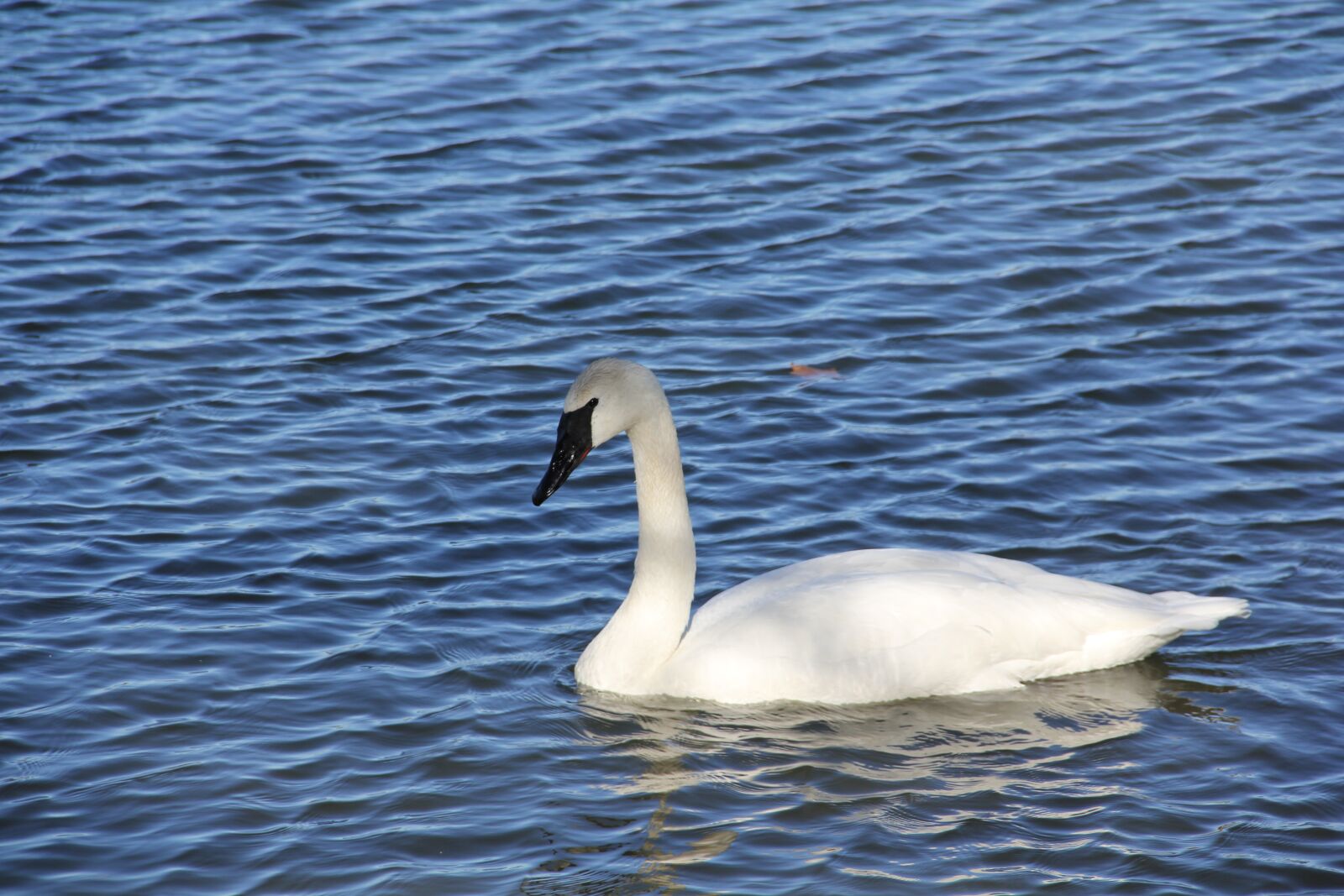 Canon EOS 60D sample photo. Swan, lake, water photography