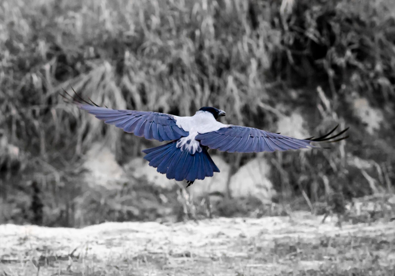 Nikon D5100 sample photo. Bird, nature, bird view photography